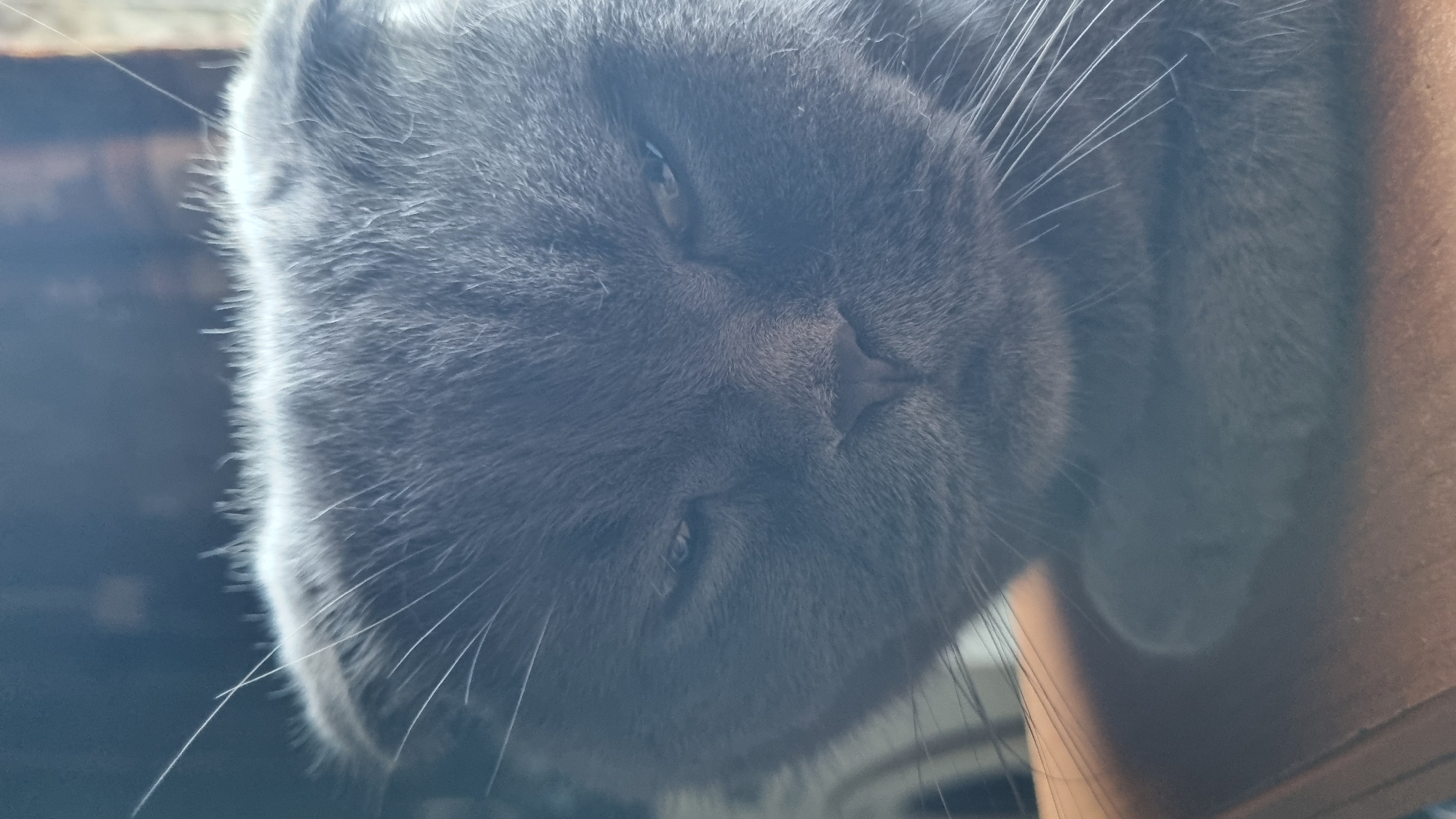 A close-up, vertical, eye-level shot shows the face of a gray Scottish Fold cat with its characteristic folded ears. The cat's eyes are partially closed, giving it a sleepy or possibly annoyed expression. Its whiskers are prominent and spread out. The background is dark and out of focus, with some light glinting off the fur at the top of the cat's head. The cat appears to be resting on a surface, possibly a piece of furniture, suggested by the blurred wooden texture at the bottom. The image does not contain any elements that would indicate a specific location within Vysokoe, Russia.