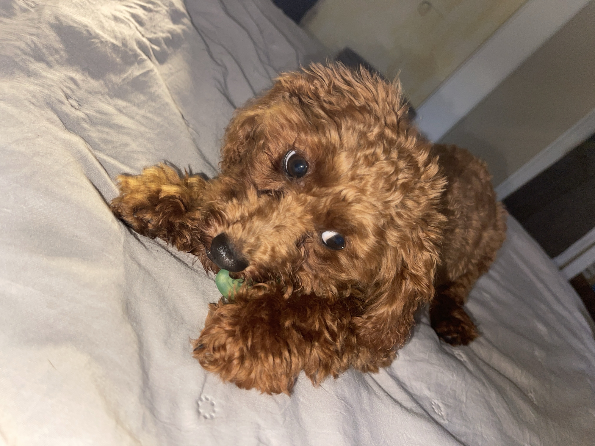 A small, curly-haired dog, likely a poodle or doodle breed, is the central subject of the image. The dog has reddish-brown fur and is positioned on what appears to be a light gray or blue wrinkled bedsheet, taking up a significant portion of the frame. Its head is slightly tilted, and it is looking directly towards the viewer with bright, reflective eyes that show distinct highlights. The dog's muzzle is partially obscured as it holds a small, green, irregularly shaped object in its mouth, possibly a toy or treat. One of its front paws is visible, resting on the sheet near its mouth.
The setting is indoors, presumably a bedroom, given the presence of the bed. In the upper right background, there are indistinct elements suggesting furniture or a wall, with muted, possibly artificial, lighting. The overall lighting is soft and appears to come from an indoor source. There are no clear indications of the time of day, but the ambient light suggests it's not brightly lit by natural sunlight. No visible text is present in the image. The dog appears alert and engaged, perhaps playing with its object. There are no specific location cues to link the image to Sofia, Bulgaria.