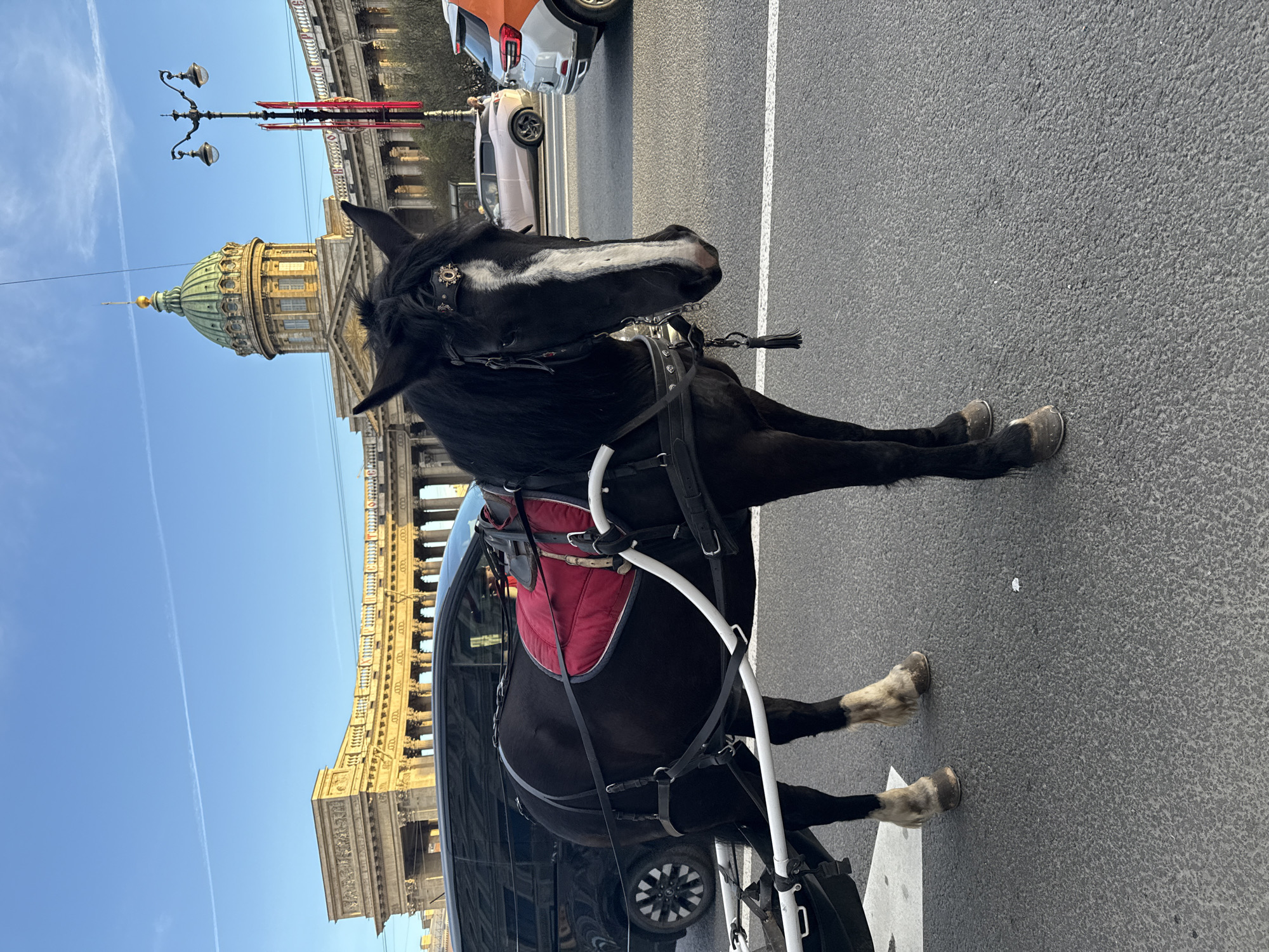 The image captures a black horse, distinguished by a prominent white blaze on its face and white markings on its lower legs, standing on an asphalt road. The horse is harnessed with black leather straps and features a red saddle pad, connected to a carriage, of which only white shafts and a partial wheel are visible. The horse appears to be calmly looking towards the right of the frame.
In the background, a magnificent classical-style building with a large, ornate green dome and intricate architectural details, including columns, is prominently displayed. This landmark is identifiable as the Kazan Cathedral, consistent with the Saint Petersburg, Russia location. A tall, multi-lamp lamppost stands on the left against a clear, bright blue sky, which also shows a faint contrail. Several modern cars, including an orange SUV and a white vehicle, are visible on the street behind the horse, confirming an urban setting. White lane markings are visible on the road surface.
The scene suggests a sunny, clear day, likely late morning or afternoon, indicative of good weather for outdoor activities. The presence of the harnessed horse and carriage points to tourist or leisure rides within the historic city. No people are clearly visible, and there is no discernible text within the image.