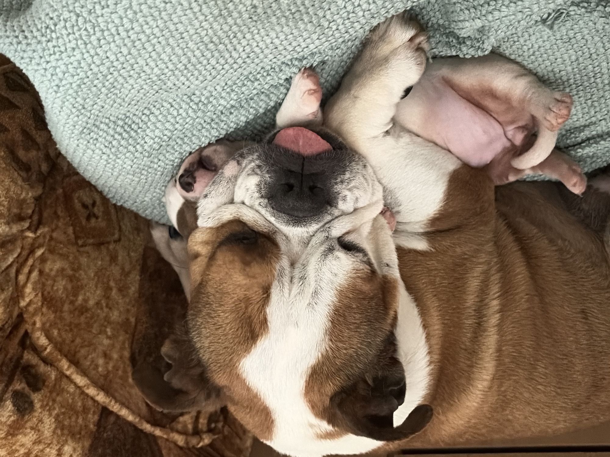 An adult bulldog and a newborn bulldog puppy are sleeping cuddled together on a teal textured blanket. The adult bulldog is on its side, with its head resting on the puppy. The puppy is curled up, with its nose and a small pink tongue peeking out from under the adult's chin. The background is out of focus, showing a brown textured surface that appears to be furniture. There is no information to determine the location in the city of Sofia, Bulgaria.