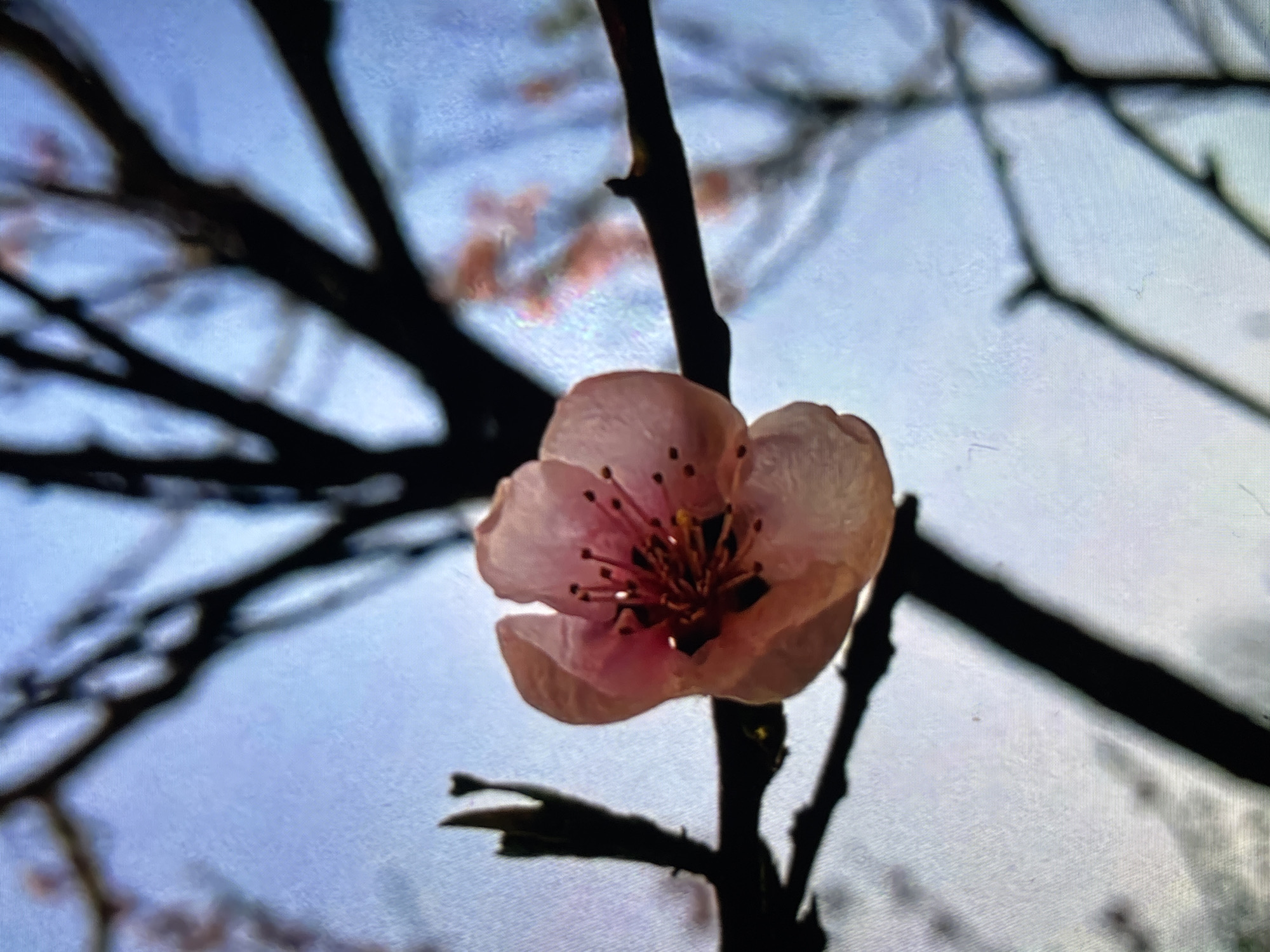 The image features a single, delicate pink blossom clinging to a dark, bare branch. The flower is slightly translucent, revealing its inner structure of reddish-brown stamens. The branch is set against a blurred background of a pale blue sky and the silhouettes of other branches. The image does not contain any people or discernible actions. The setting is likely a garden or natural area within Reigate and Banstead, United Kingdom.
