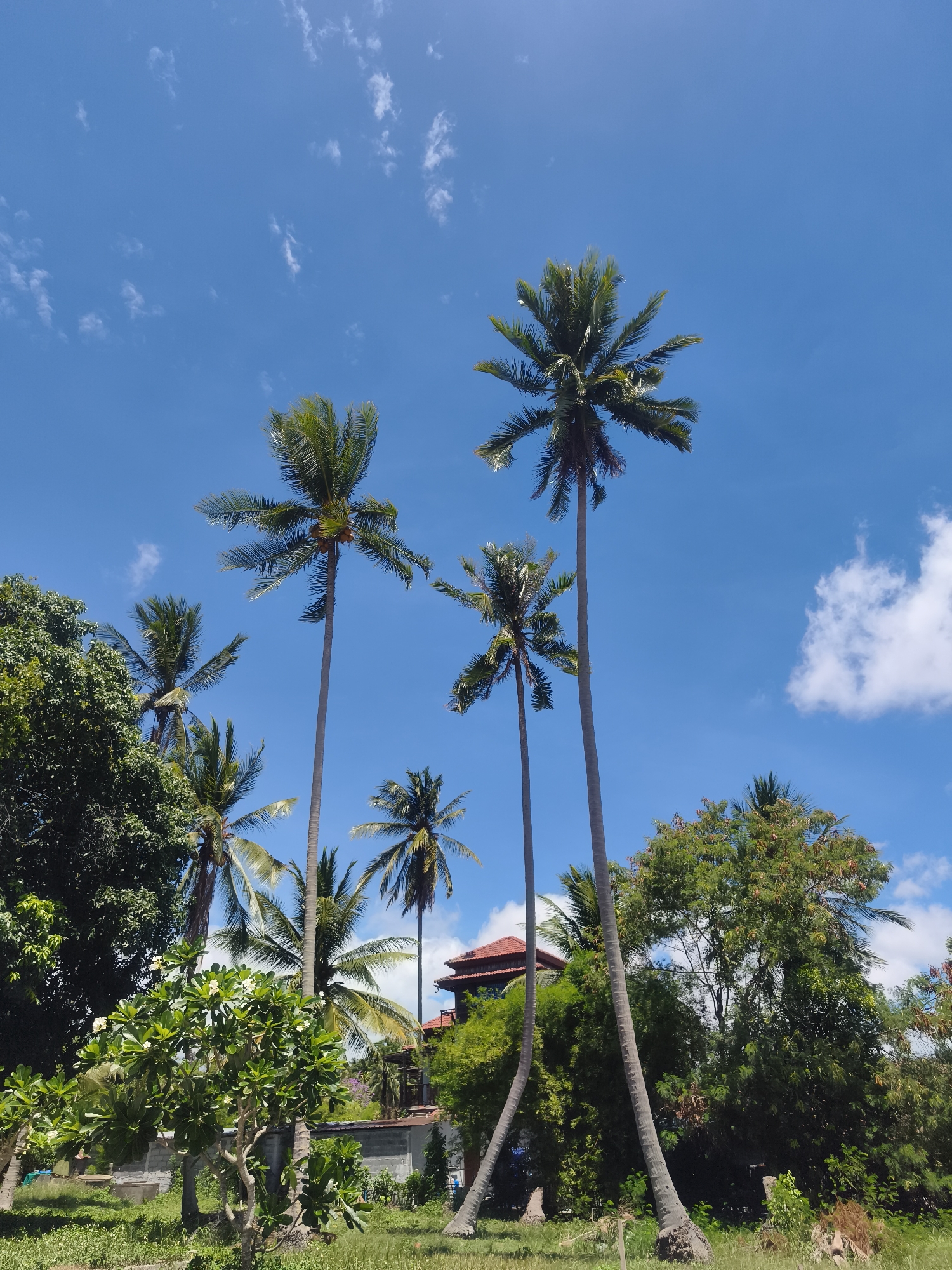 The image shows a sunny scene in Baan Bo Phut, Thailand, featuring several tall coconut palm trees dominating the frame against a bright blue sky with scattered white clouds. The trees vary in size and age, with some having slender trunks and others appearing thicker at the base. A lush variety of other green foliage is present in the foreground and background, including flowering bushes and dense trees. In the background, a glimpse of a building with a red roof is visible, partially obscured by the trees. The scene is characterized by a vibrant tropical atmosphere.