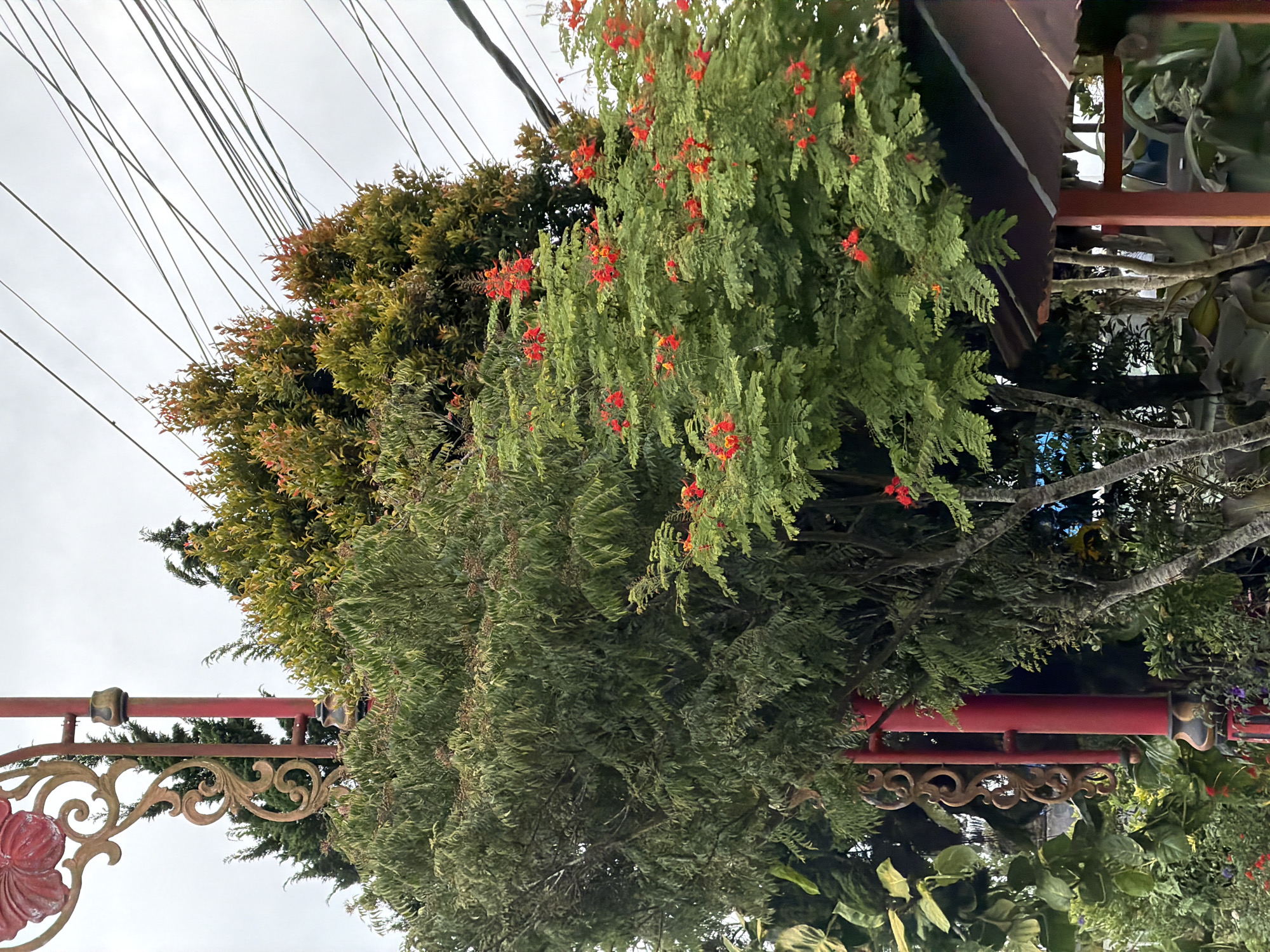 The image depicts an outdoor scene with a focus on lush greenery and decorative elements, possibly within the city of Kintamani, Indonesia. In the foreground, a tall, red pole with ornate gold scrollwork and a red decorative flower is visible. This pole is part of a larger structure, possibly a lamppost or a decorative support.
Behind the pole, a variety of trees and plants dominate the frame. A large, dense tree with feathery green foliage is positioned to the left, while a tree with vibrant red flowers is in the center-right. The red flowers, small and clustered, are a striking contrast to the surrounding green leaves. Behind these trees, another dense, green tree with reddish-tinged new growth is visible.
Above the trees, a network of electrical wires stretches across the sky, suggesting an urban or semi-urban environment. The sky itself is overcast, with a pale, uniform gray color. In the lower right portion of the image, a portion of a dark, sloping roof structure with visible wooden supports can be seen, hinting at a building or shelter nearby.
No people are visible in the image. The scene is static and captures a moment of natural beauty contrasted with man-made infrastructure. The overall impression is one of a tropical or sub-tropical setting with a mix of natural and decorative elements.