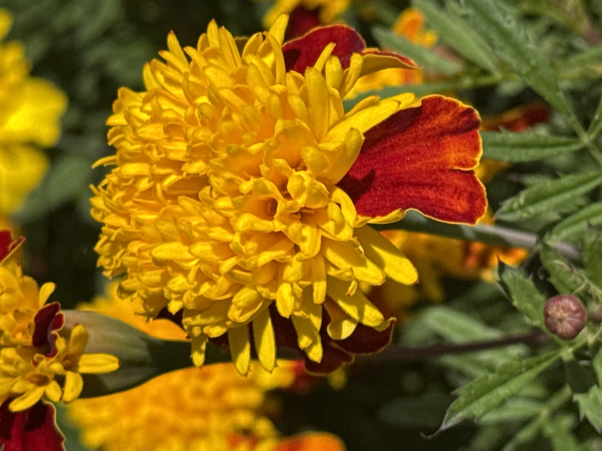 This is a close-up, eye-level, outdoor photograph of a blooming marigold flower. The flower is predominantly yellow with vibrant red-tipped petals. The petals are tightly clustered, creating a full, textured bloom. In the foreground, there are green leaves and a small, closed bud of the same flower. The background is softly blurred, showing more yellow marigold blooms and hints of green foliage. The lighting suggests it is daytime, with sunlight illuminating the flowers. The scene depicts a garden or park setting. There are no people or animals visible. The image does not contain any identifiable landmarks or features that would indicate a specific location within the city of Dnipro, Ukraine.