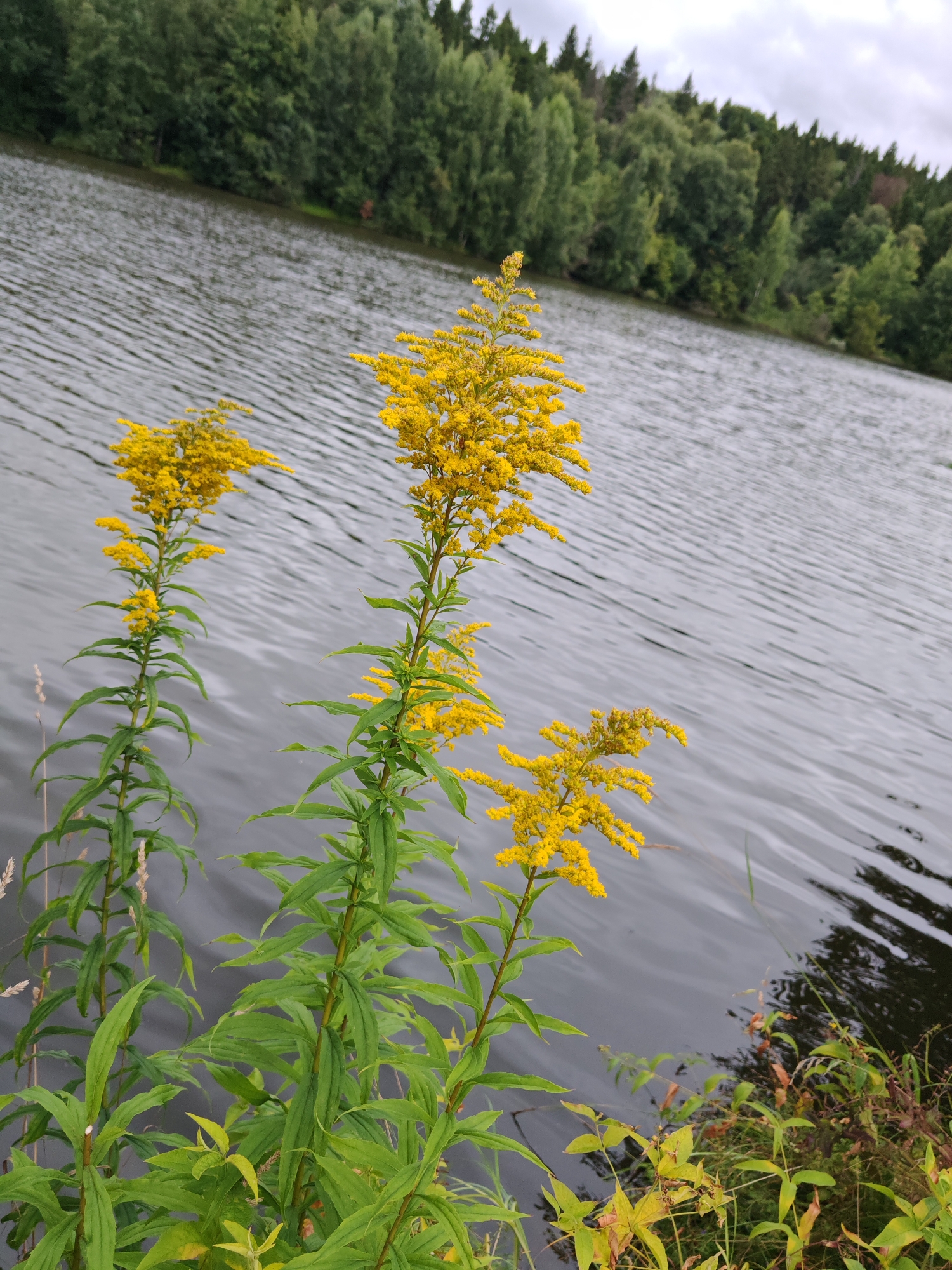 Three tall plants with bright yellow flowers and green leaves are in the foreground, positioned to the left of a body of dark, rippling water. The plants are spaced apart, with the tallest in the center, and two shorter ones flanking it. The background features a dense line of green trees, likely on the opposite shore of the water. The sky above is overcast, with visible clouds. The scene appears to be a natural landscape. The location is identified as Rosinka, Russia.