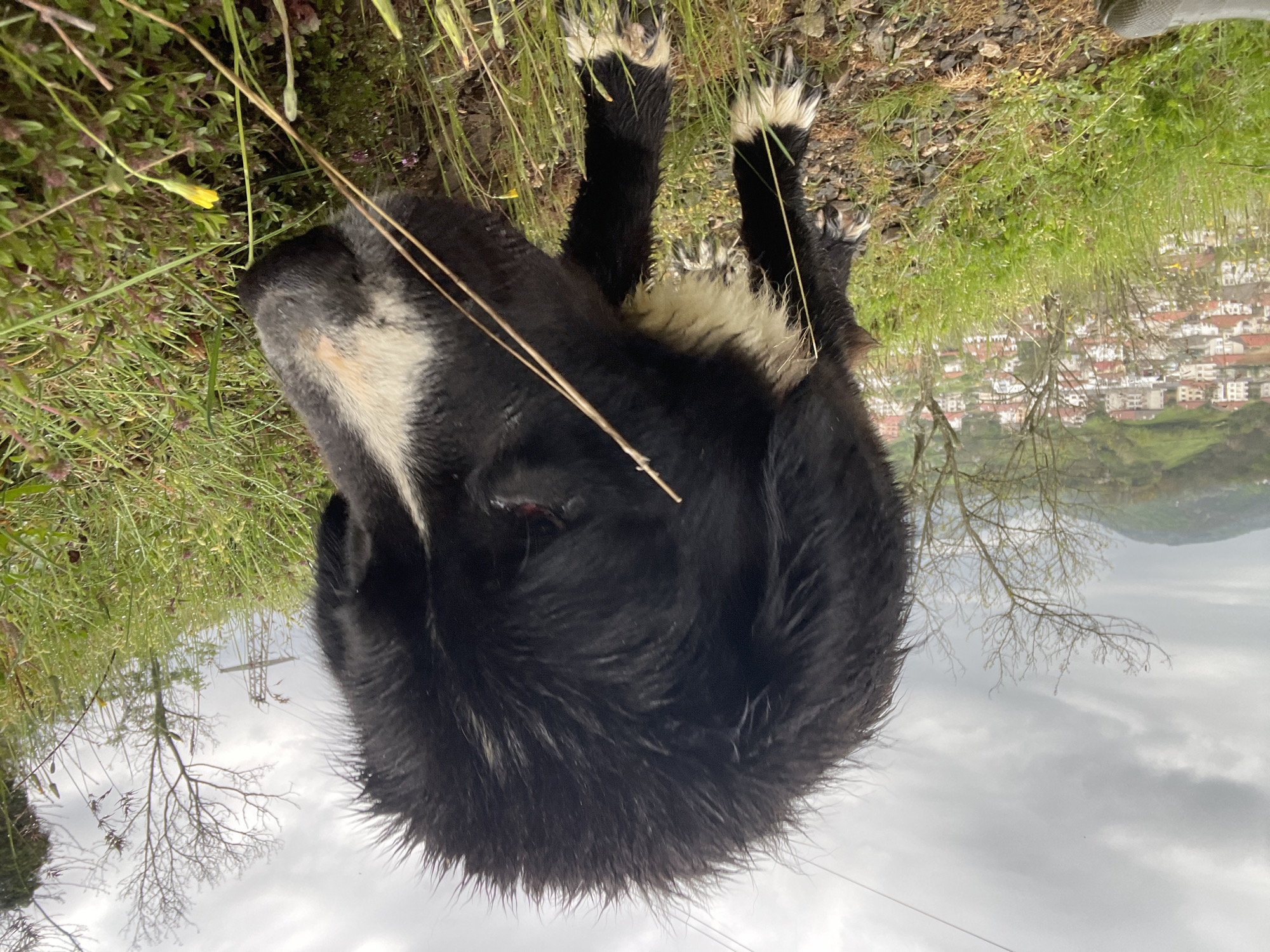 The image displays a black and white dog in an outdoor setting, situated on a grassy area with a distant town and cloudy sky in the background. The photo appears to be taken from a slightly elevated perspective, looking down at the dog.
The main subject is a medium-sized dog with predominantly black, shaggy fur. It has distinct white markings on its chest and around its snout/forehead area, giving it a piebald appearance. The dog's paws also show white fur, particularly around the toes, which contrast with its dark legs. Its claws are visible. The dog is positioned as if lying or resting on a patch of green grass and small plants. Its head is turned towards the viewer's left, possibly sniffing the ground or observing something nearby. A thin, yellowish stalk of grass crosses the dog's back.
The immediate foreground and middle ground consist of green grass, various small green plants, and some patches of earthy ground. Tiny yellow flowers are visible among the foliage near the dog's head. In the background, beyond the grassy area, a clustered town or village spreads across a valley or hillside. The buildings in the town typically feature reddish-orange tiled roofs, characteristic of the region. Bare deciduous trees are scattered throughout the landscape, suggesting it might be late winter or early spring. Hills and mountains rise beyond the town, and the sky above is overcast with grey clouds, indicating a cloudy or potentially rainy day. There is no visible text in the image. The scene captures a tranquil moment between the dog and its natural surroundings, with a glimpse of human settlement in the distance, consistent with the hilly terrain of Zlatograd, Bulgaria.