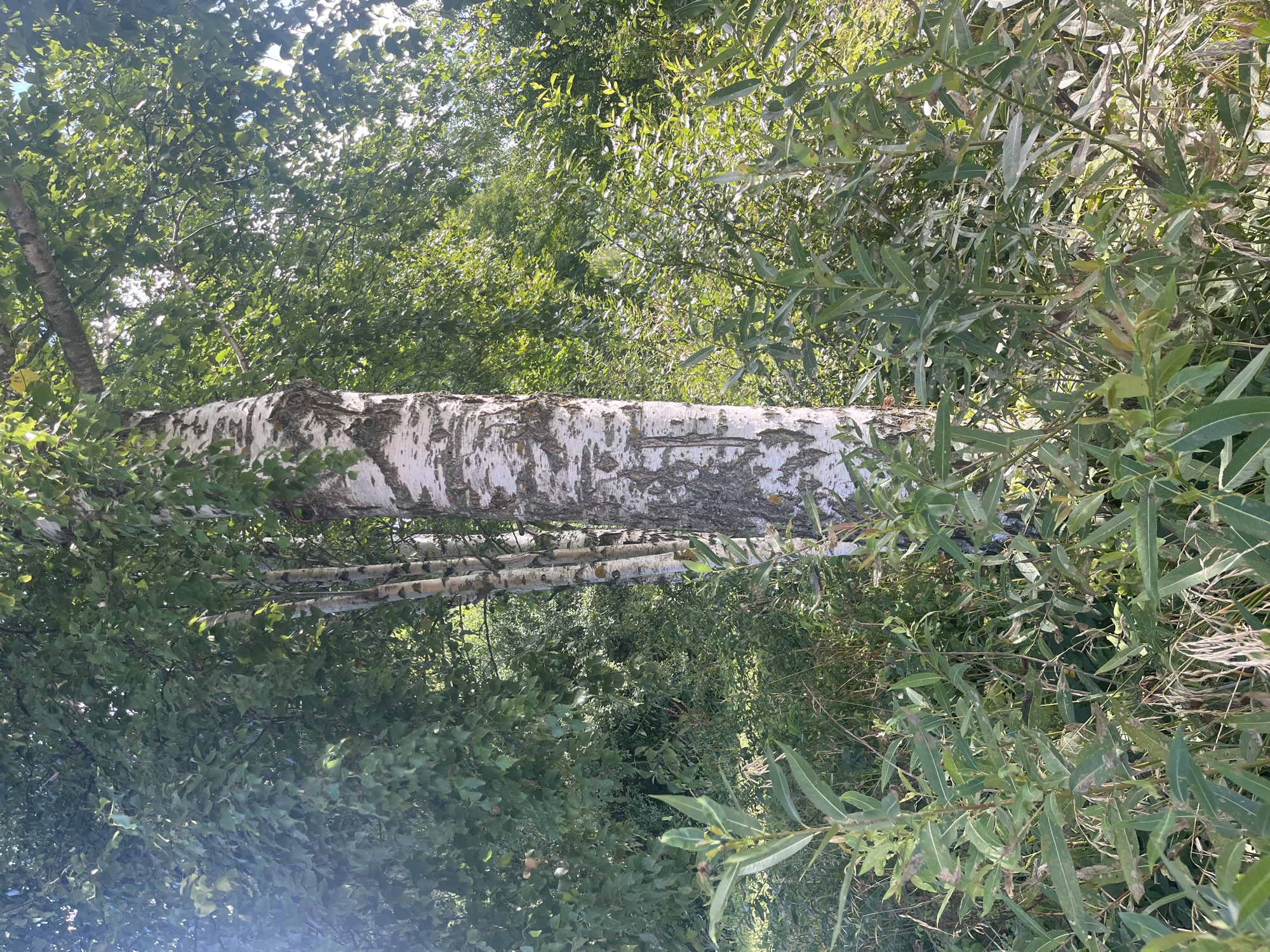A close-up, eye-level shot features a cluster of birch trees with white, peeling bark, set against a backdrop of dense green foliage and dappled sunlight. The main subject, a large birch tree trunk, is positioned slightly off-center to the right, revealing its textured bark with patches of dark and light gray. To its left, several thinner birch trunks are visible, partially obscured by the leaves. The foreground is filled with lush green undergrowth, including long, slender leaves of other plants and dry grass. The background consists of a thick canopy of leaves and branches, suggesting a wooded or overgrown area. The lighting indicates a bright day, with sunlight filtering through the leaves, creating highlights and shadows. The scene is devoid of any human presence or activity. The image is consistent with an outdoor natural environment, such as a park or forest edge, which could be found in or around Vladimirovka, Russia.