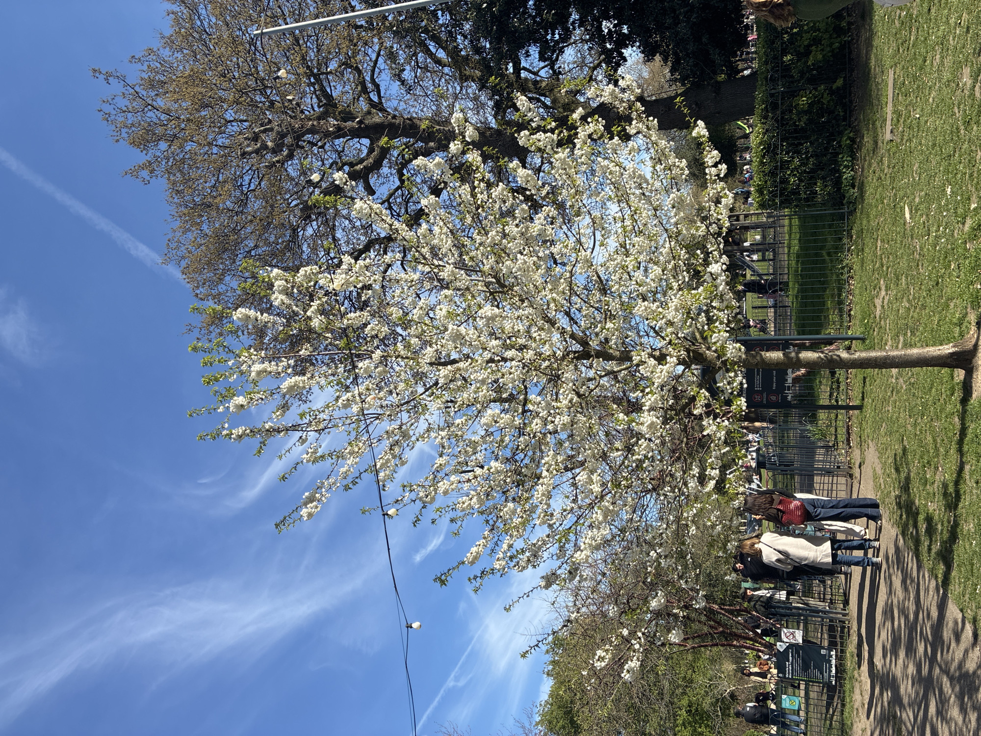 The image shows a tree with white blossoms in a park, likely in London, United Kingdom. Two contrails mark the otherwise clear blue sky. There is a darker tree, with leaves beginning to sprout, behind the blossoming tree. A black metal fence separates the tree from a pathway where people are walking. The park's grass is green. The lighting suggests a sunny day.