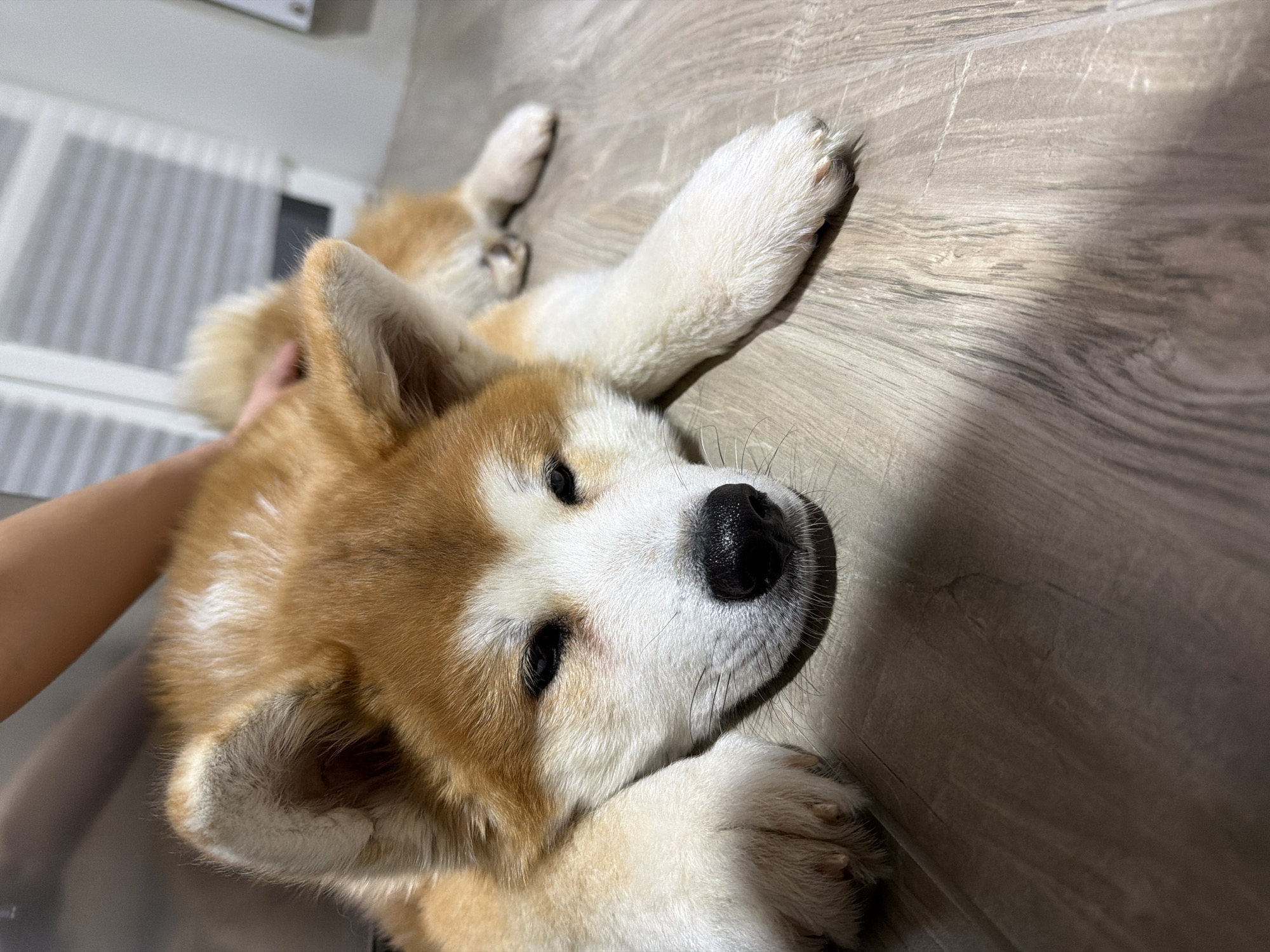 A close-up shot features a relaxed dog, possibly a young Akita or Shiba Inu, with a mix of light brown, reddish-brown, and white fur. The dog is lying on its side on a light-colored wooden floor, with its head resting on its paws. Its eyes are slightly closed, suggesting a sleepy or calm state. A human hand is gently petting the dog's neck or shoulder area, indicating an affectionate interaction.
The dog's features include a prominent black nose, white fur around its muzzle, and expressive dark eyes. Its paws are visible, covered in white fur with small dark claws. The background is softly out of focus but shows a light-colored wall and what appears to be a white vent or blind. Distinct shadows fall across the wooden floor, cast by an unseen light source, adding depth to the scene. The overall mood is peaceful and intimate. No text is visible in the image. The setting is indoors, likely a home in Chaikovsky, Russia.