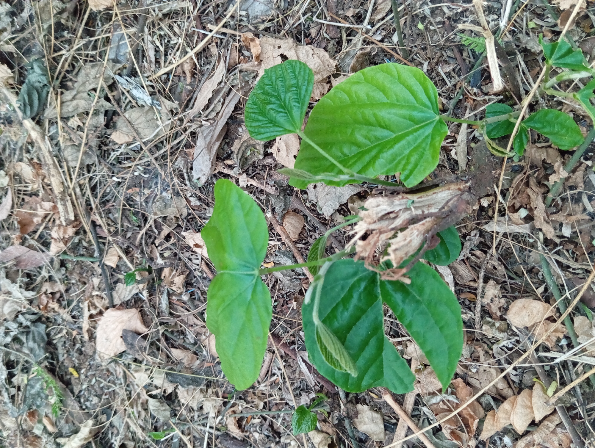 A close-up, overhead view captures a small, leafy green plant sprouting from a weathered, broken stump amidst a forest floor covered in dry leaves, twigs, and debris. The plant has several bright green, veined leaves. The ground is a mix of dark soil and various shades of brown and tan organic matter. The scene appears to be in a natural setting, possibly a park or wooded area, in Sumber Suko, Indonesia.