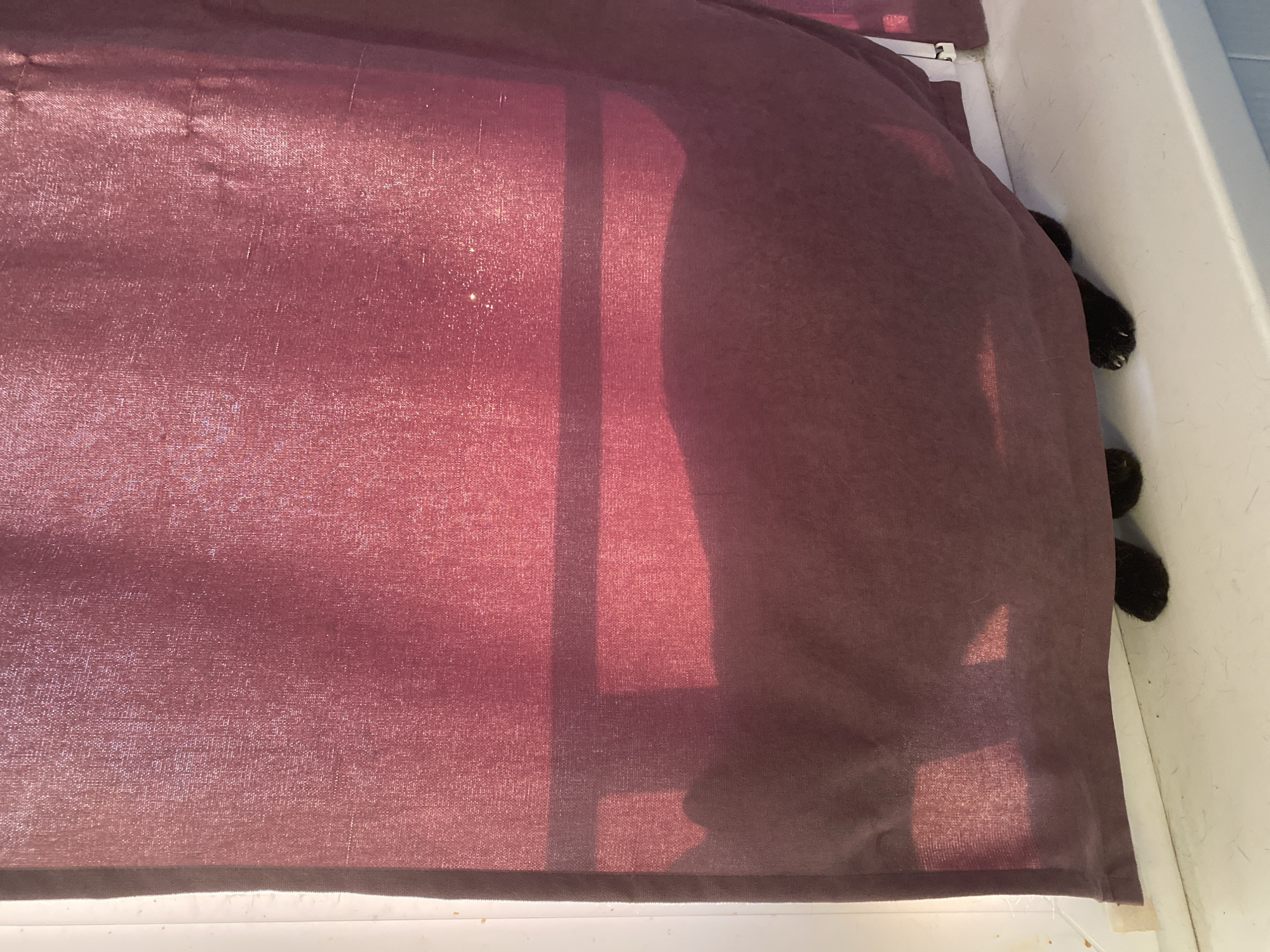 A close-up photograph depicts a section of maroon fabric, possibly a curtain or shade, partially obscuring a light source, likely a window, with vertical and horizontal lines indicating the window frame. To the right edge of the fabric, a white surface is visible, and protruding from behind the maroon material are black shapes, resembling cat paws. No other details can be ascertained about the location in Chaikovsky, Russia, people, subjects, or actions.