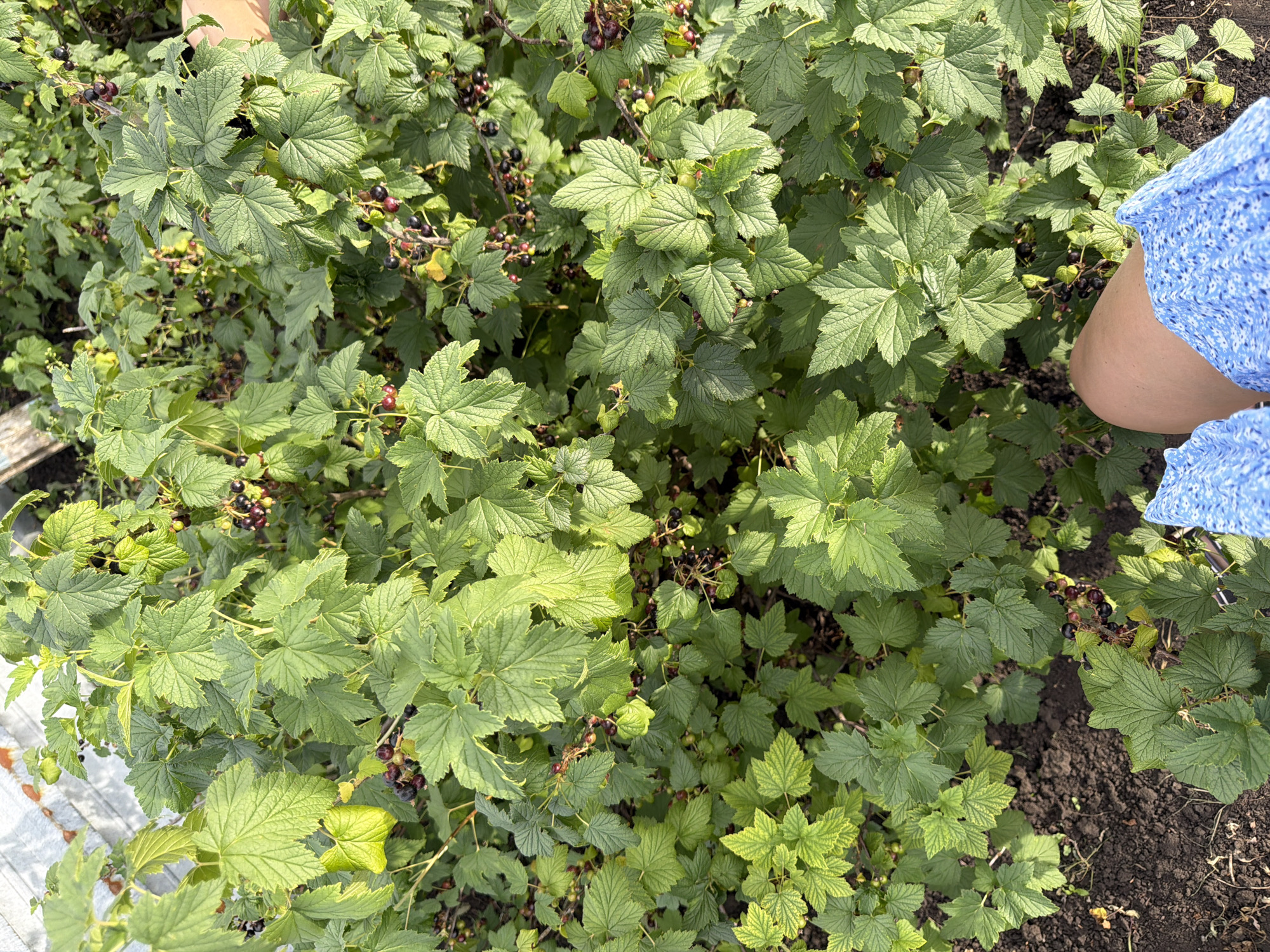 This is a medium shot, overhead photograph of a black currant bush with ripe berries. The bush is lush and green, with many large, serrated leaves. Clusters of dark purple-black berries are visible throughout the foliage. The soil around the base of the bush is dark and appears moist.
In the upper left corner of the image, a person's arm and hand are visible, gently touching the leaves of the bush. The hand is lightly tanned. On the right side of the frame, a person wearing a blue dress with a white floral pattern is partially visible. The dress has a ruffled texture. The person's leg and hip are visible from the thigh down. The focus is primarily on the black currant bush and its fruit.
The lighting suggests it is daytime, possibly morning or afternoon, with bright sunlight casting shadows. The scene appears to be outdoors in a garden or farm setting, where black currants are grown. The image conveys a sense of harvesting or tending to the plants. There is no visible text in the image.