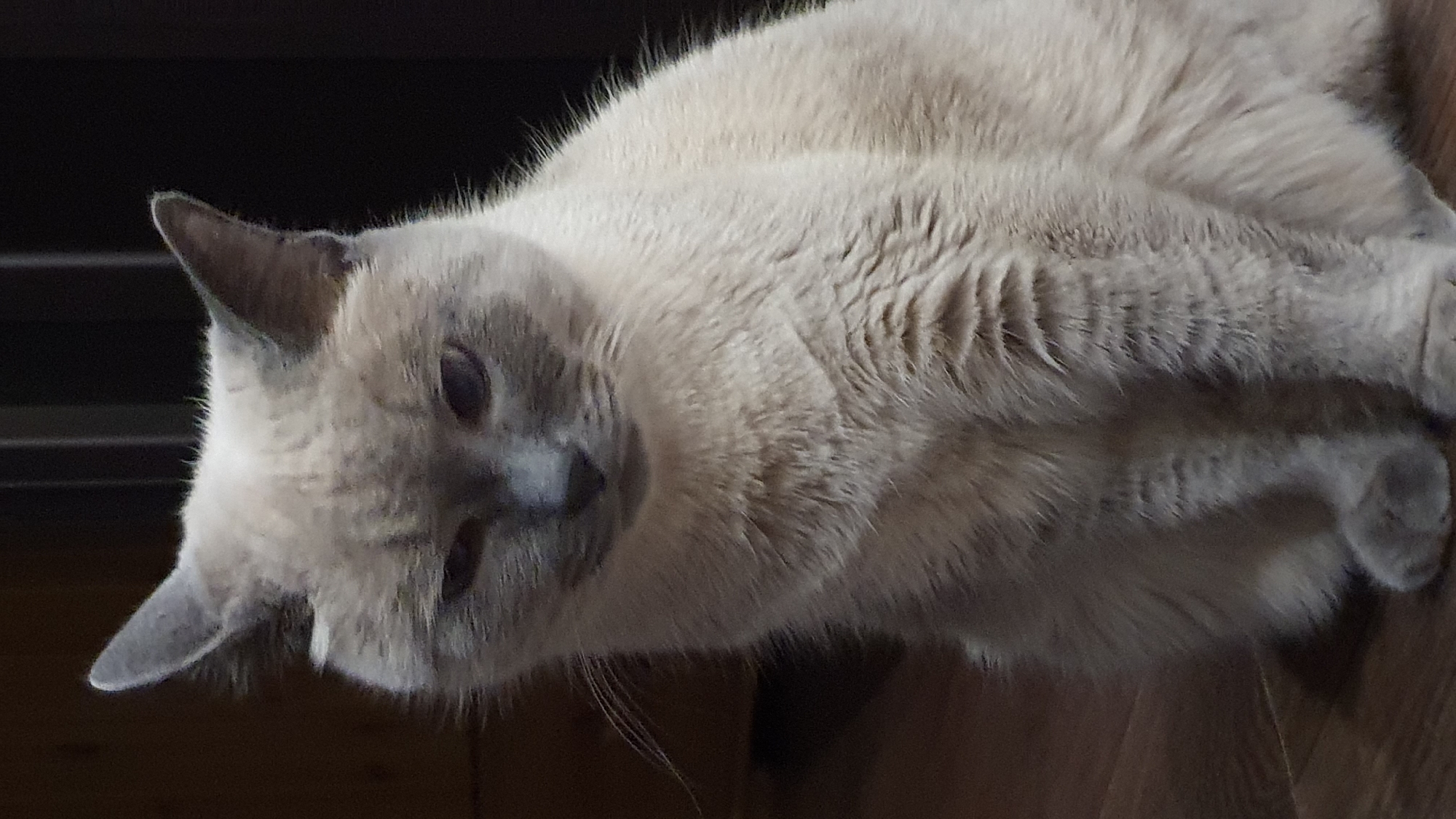 This is a medium shot, vertical, eye-level photograph of a domestic cat sitting on a wooden floor. The cat is a Siamese mix with light cream-colored fur and darker points on its ears, face, and paws. Its eyes are closed or partially closed, giving it a sleepy or wistful expression. The cat is positioned in the center of the frame, facing forward. The background is dark and out of focus, with vertical lines visible, possibly indicating furniture or a doorway. The lighting is dim, creating shadows and highlighting the texture of the cat's fur. There is no visible indication of the cat's location within the city of Krasnoyarsk, Russia.
