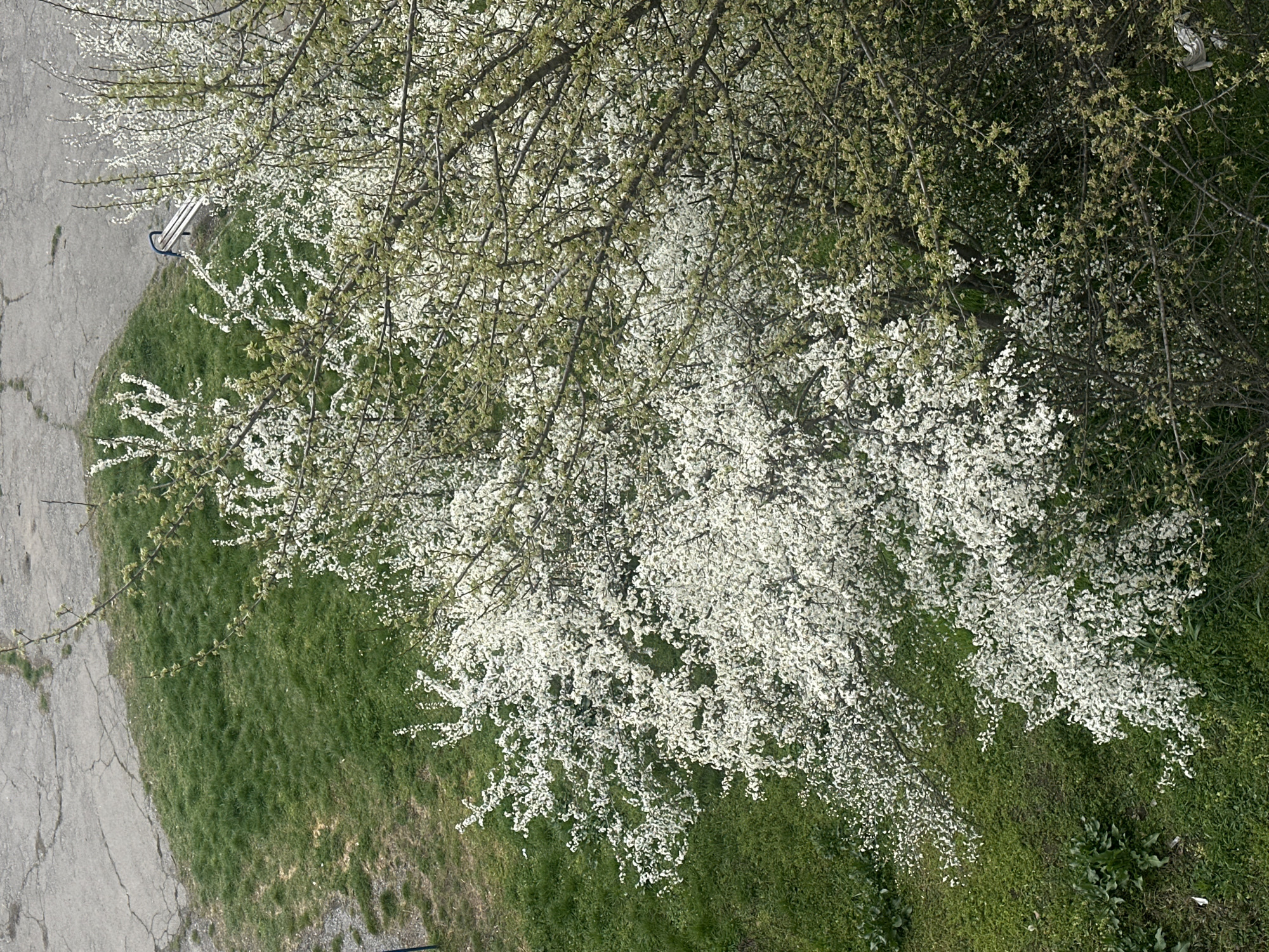 Overhead view of a flowering tree in Sofia, Bulgaria. The tree, with white blossoms, dominates the frame and covers a patch of green grass. A sidewalk with cracks is on the left, and a bench is partially visible near the tree.