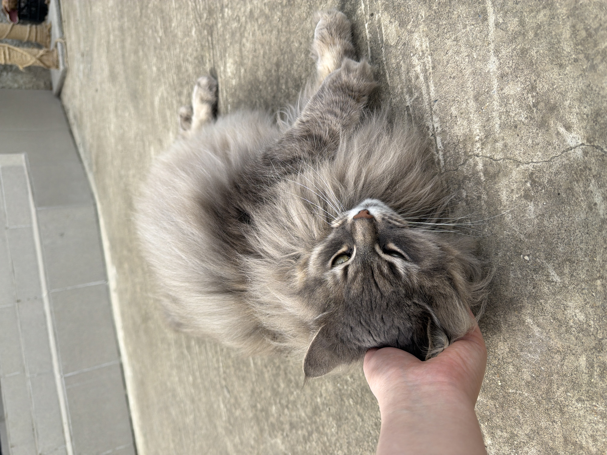 A medium-haired gray cat lies on its back on a concrete surface. A human hand rests on the cat's head. The location is outdoors on a clear day. The background includes a concrete wall and walkway. The scene appears to be in an urban or suburban area. The city and country cannot be forensically determined by the contents of this photo.