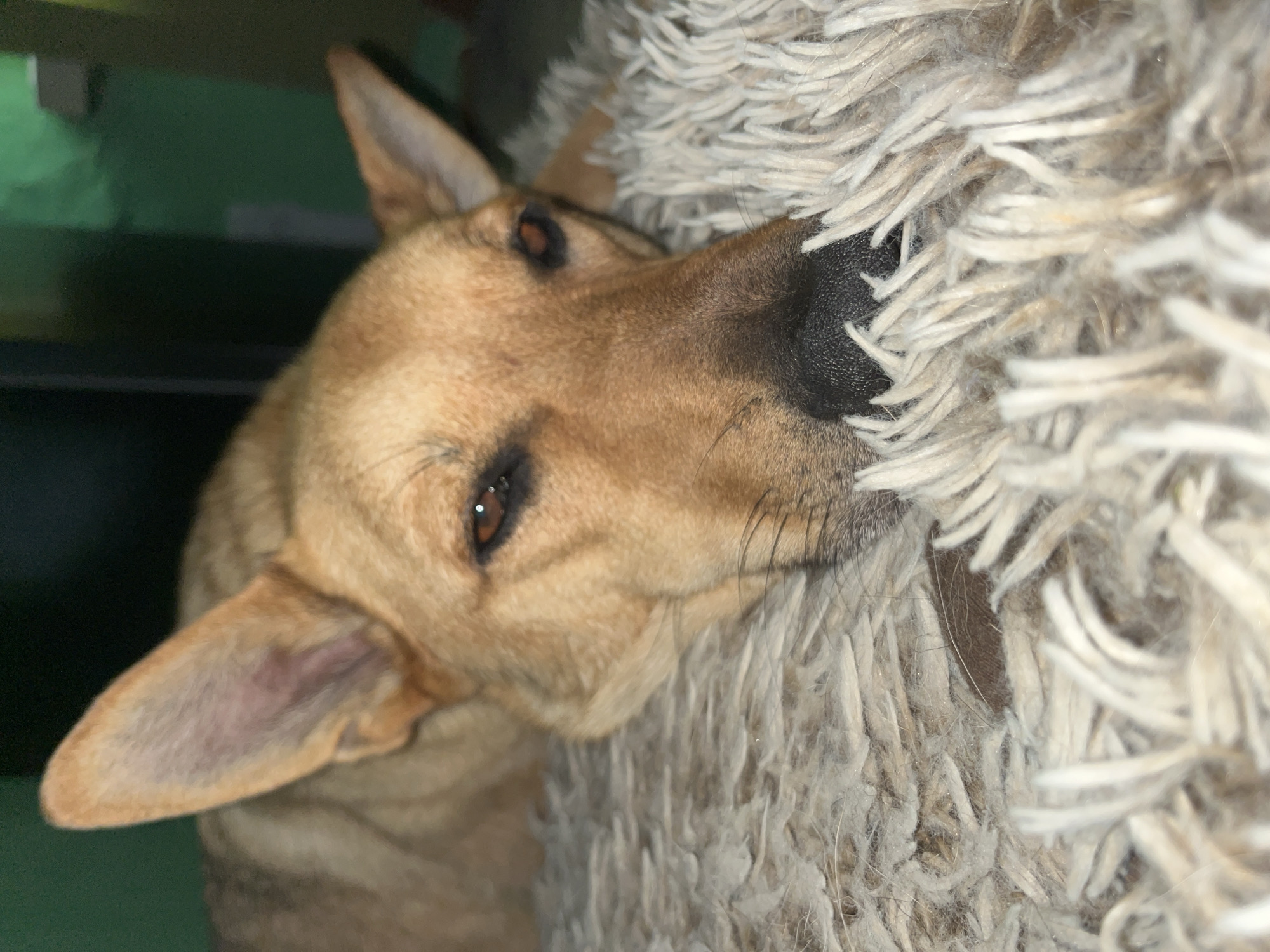 A close-up, eye-level shot shows a light brown dog resting its head on a fluffy, light-colored rug. The dog's eyes are partially closed, and its snout is resting on the rug. The background is dark and out of focus, with hints of green. The image is not specific to Nizhny Tagil, Russia.