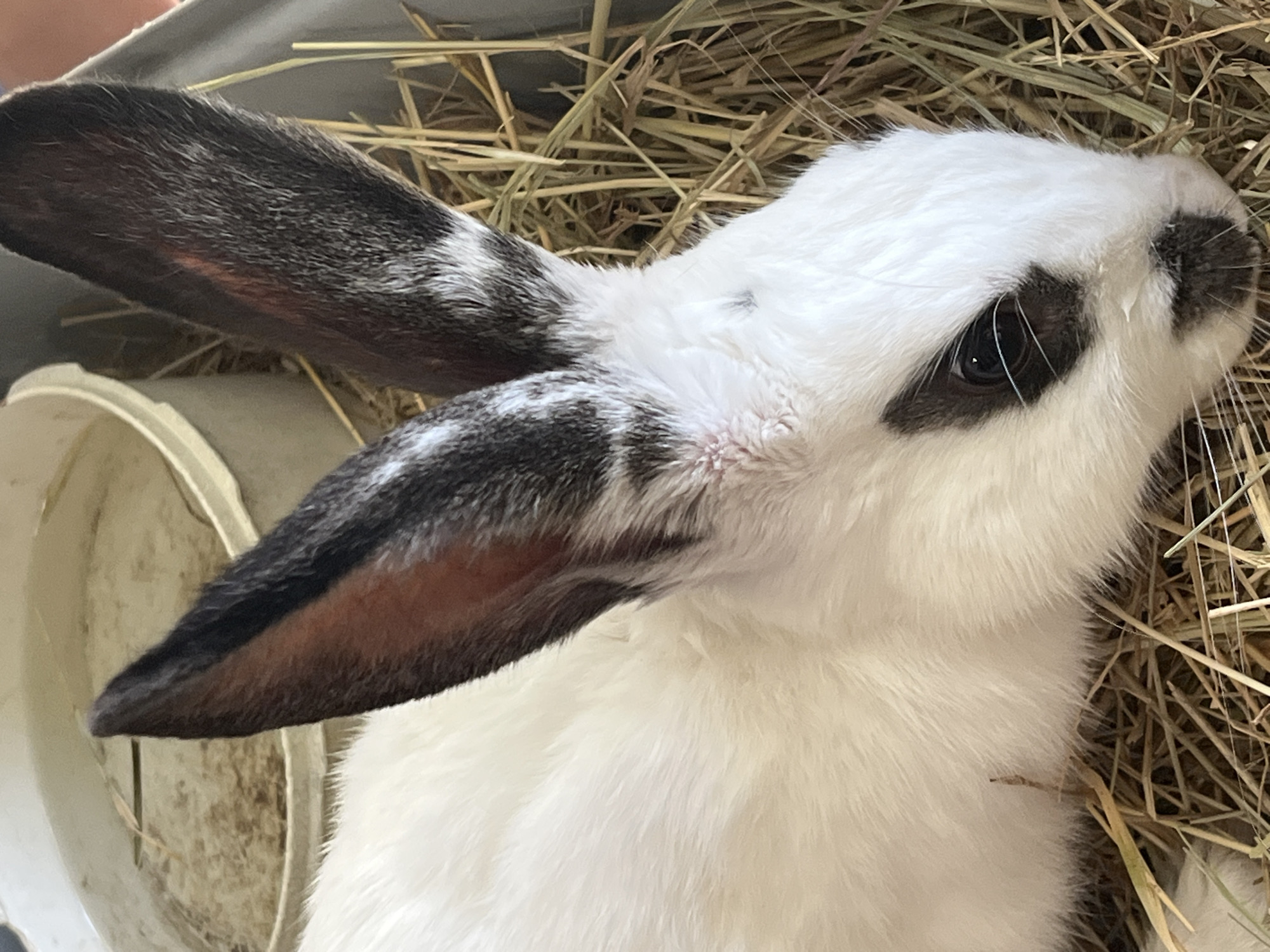 A close-up, eye-level, outdoor shot shows a black and white rabbit lying in straw. The rabbit's fur is predominantly white, with black markings on its ears and around its right eye. Its left ear is angled forward, while its right ear is angled backward. The rabbit is positioned in the center of the frame, with its head facing towards the right. The background consists of straw and a blurry white bucket. The image is well-lit, with natural light contributing to the overall clarity and detail of the rabbit and its surroundings. The location is specified as La Fouillouse, France.