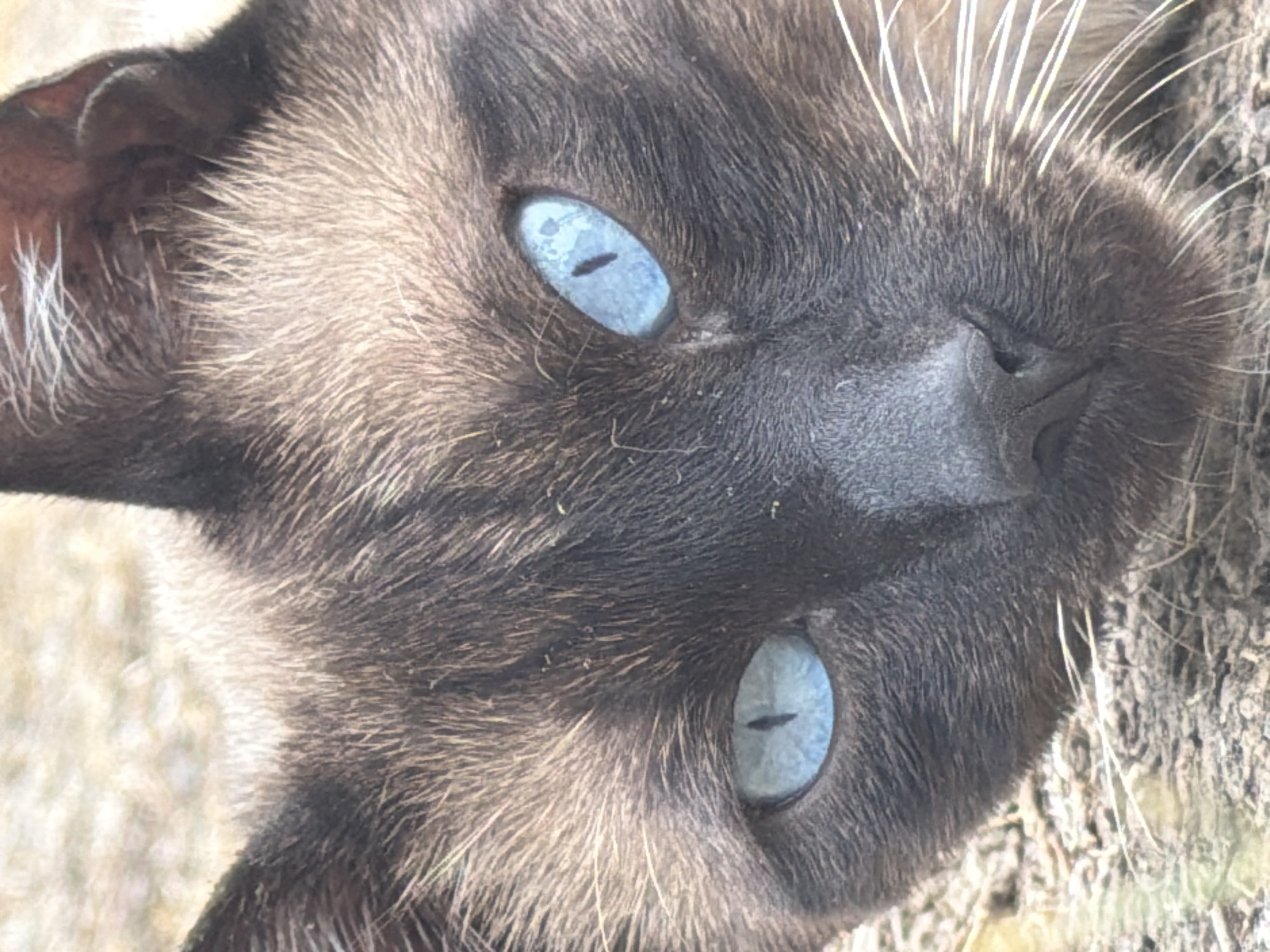 This is a close-up, eye-level photograph of a Siamese cat's face, taken outdoors. The cat is mostly obscured by the frame, with only its face and the upper portion of its body visible. The cat has distinct blue eyes with dark pupils, and its fur is a mix of dark brown and lighter tan. White whiskers extend from its snout. The background appears to be a natural environment, possibly a garden or wooded area, with dirt and some dried grass visible. The lighting suggests it is daytime. No human presence or specific location in Esch-sur-Alzette, Luxembourg, can be identified from the image.