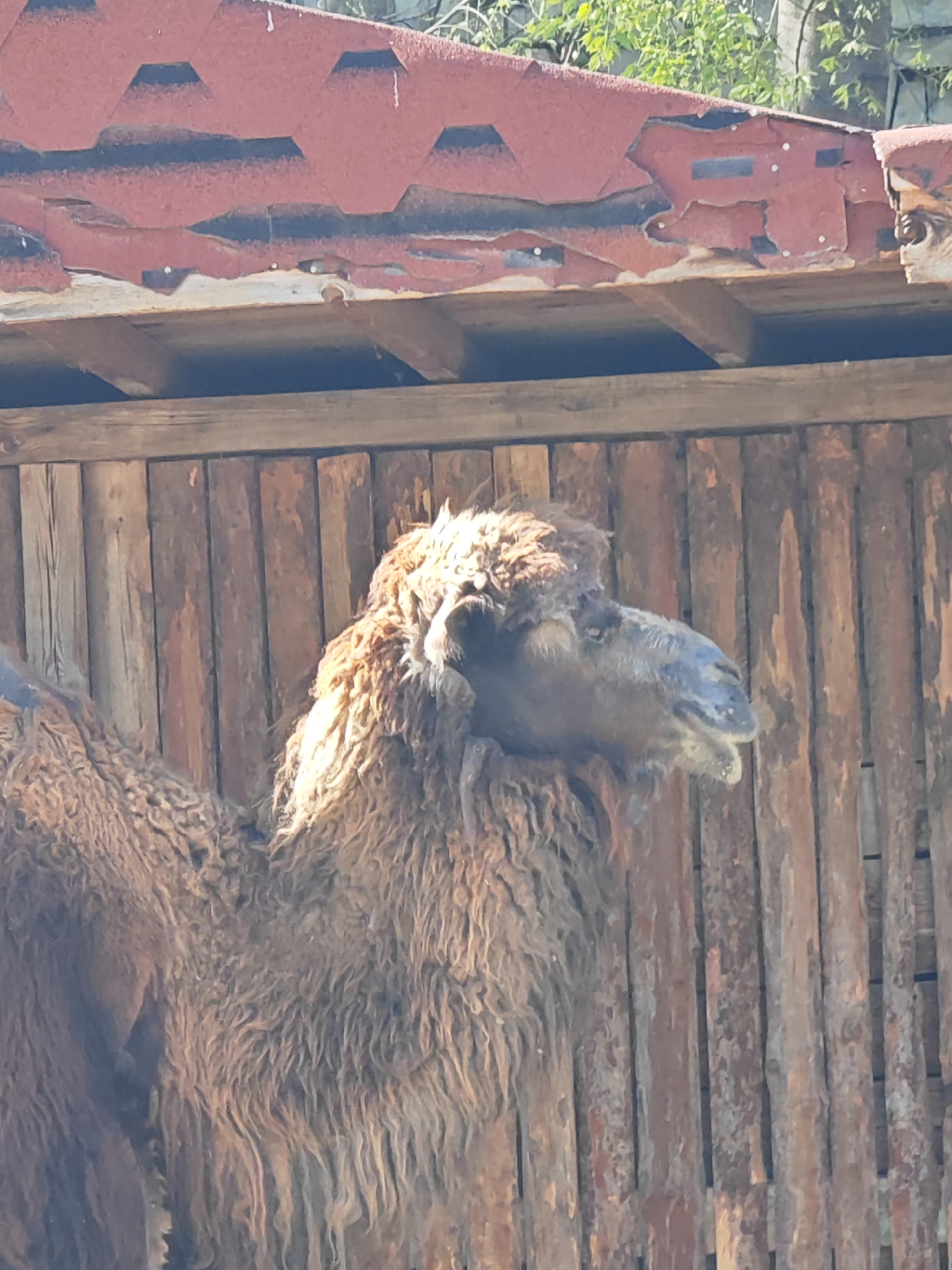 The image captures a close-up of a camel, likely a Bactrian camel, set against a wooden enclosure and roof structure during daylight hours. The camel, with its thick, shaggy brown fur, occupies the left and central portions of the frame. Its head and neck are clearly visible, with the animal looking slightly towards the right. Part of its humped back is also visible on the far left. The camel appears calm and still.
Behind the camel is a tall wooden fence or wall, composed of vertical planks with varying shades of brown and gray, indicating weathering. Above this wooden structure, a red-orange roof is visible. The roof is covered with hexagonal shingles or tiles that show significant signs of wear and tear, with areas peeling and revealing darker sections beneath. Small white dots, possibly fasteners or paint marks, are scattered along the edge of the roofline.
In the upper right background, beyond the roof, green foliage from trees or bushes is discernible, suggesting an outdoor setting. The bright illumination indicates a sunny day. No text is visible in the image. The scene likely depicts an animal in an enclosure, possibly at a zoo or animal park in Varna, Bulgaria.