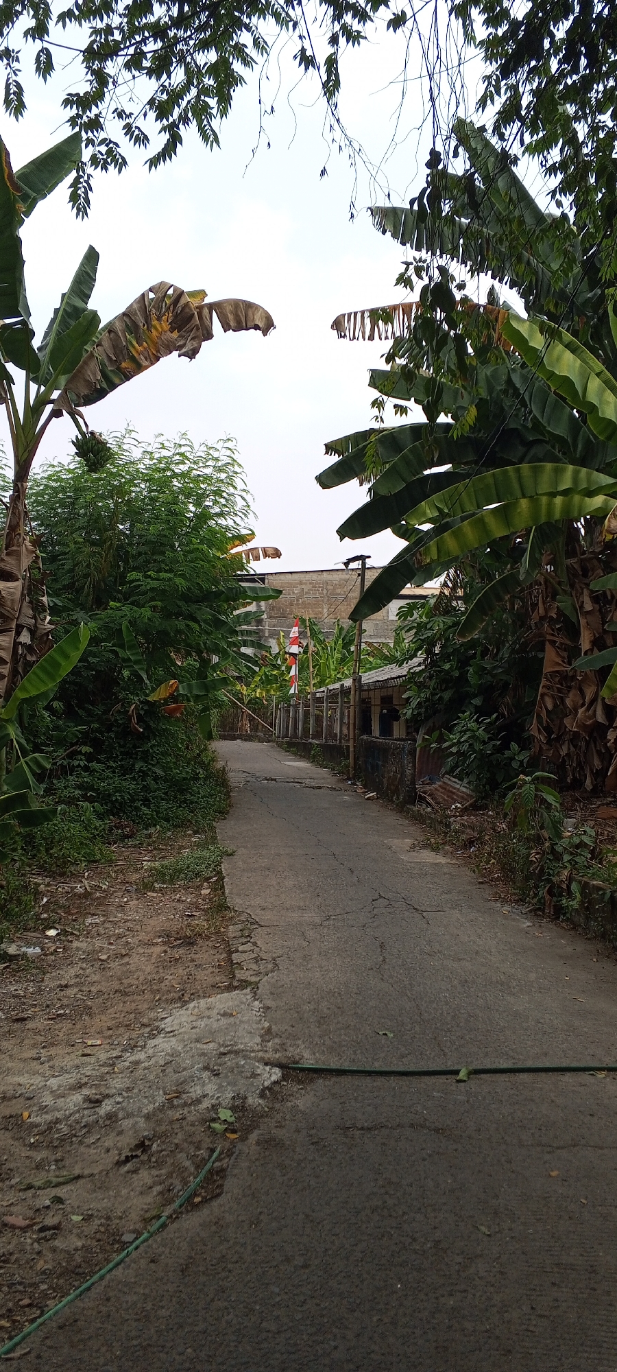 The image depicts a narrow, paved road in a residential area of Depok, Indonesia, lined with lush tropical vegetation, primarily banana trees with their characteristic large leaves. The road surface is cracked and shows signs of wear. To the left of the road, there is a dirt path with sparse vegetation and some debris. On the right side, a low concrete wall runs along the road, and beyond it, a wooden fence encloses a property. In the distance, a building with brick walls is visible, and a small red and white Indonesian flag is planted near the fence. The sky is overcast. A green hose is visible across the paved road in the foreground. The overall impression is of a somewhat overgrown and utilitarian urban or semi-urban environment.