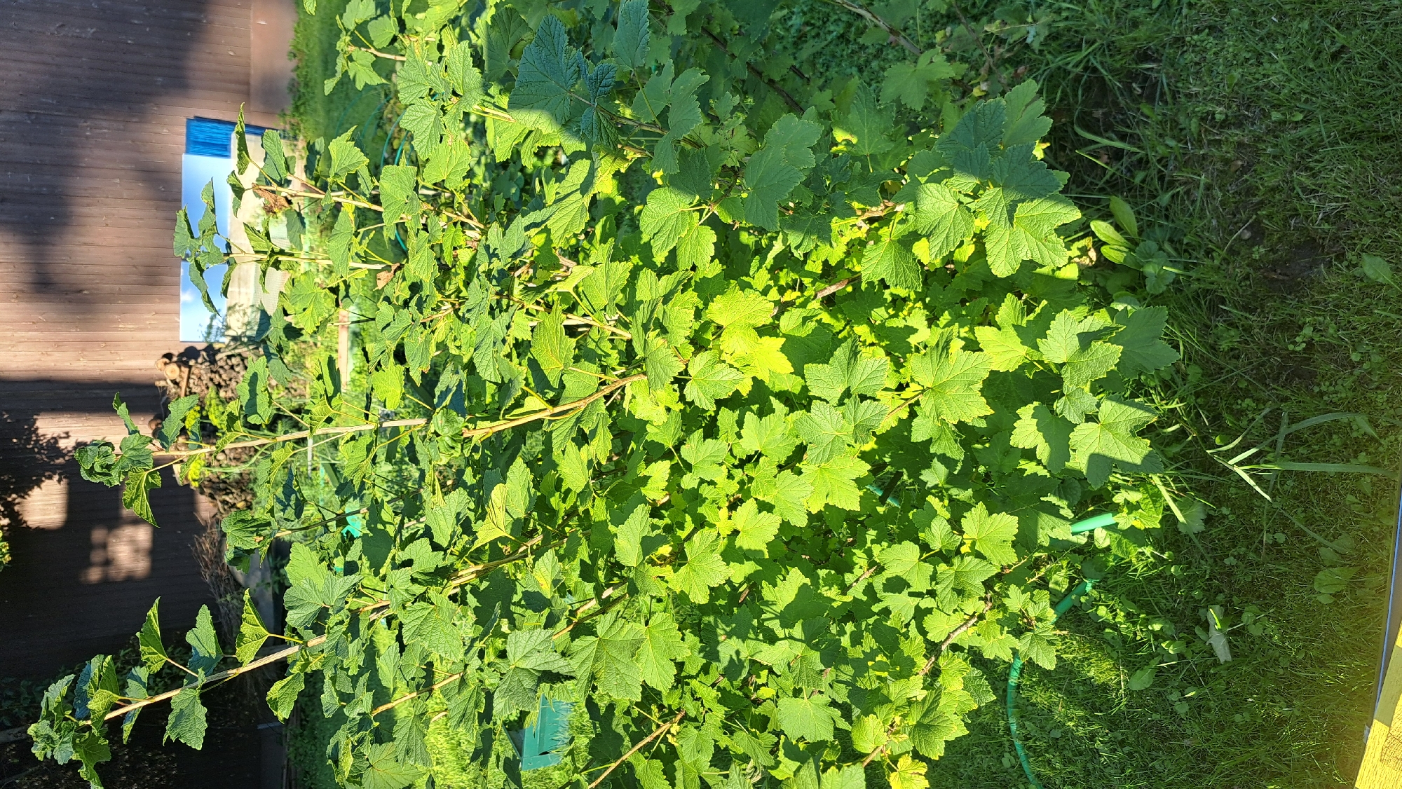 A lush, green currant bush stands in a sunny garden. The bush is dense with broad, lobed leaves and thin, brown stems, some of which are reaching upwards. Sunlight casts dappled shadows across the foliage. In the background, a weathered wooden fence serves as a backdrop. To the left of the fence, a pile of logs is visible, and a bright blue and white object, possibly a reflective panel or sign, stands behind it. The ground around the bush is covered in green grass and some scattered weeds. A green garden hose is visible near the base of the bush, winding its way into the greenery. The scene appears to be an outdoor residential setting. The location is the city of Korolyov, Russia.