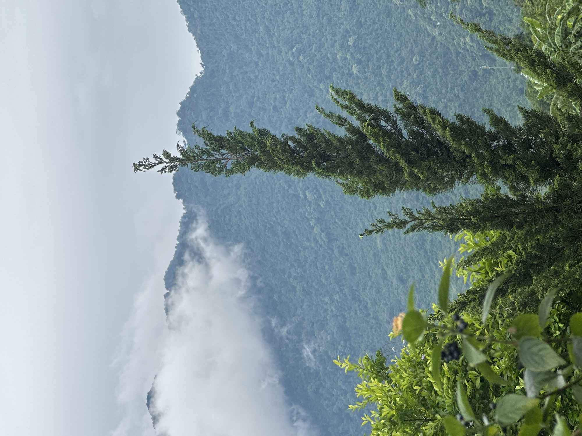 A tall, slender evergreen tree stands prominently in the foreground, its dark green foliage contrasting with the muted, misty mountainous landscape behind it. The mountains, covered in dense, dark green vegetation, are partially obscured by a layer of soft, white clouds that drift across their slopes. The sky above is a uniform light gray, suggesting an overcast or foggy day. In the lower left quadrant of the image, a portion of a bush with bright green leaves and small dark berries is visible, adding a touch of foreground detail. The scene evokes a sense of natural beauty and tranquility, characteristic of the mountainous regions surrounding Mai Chau, Vietnam.