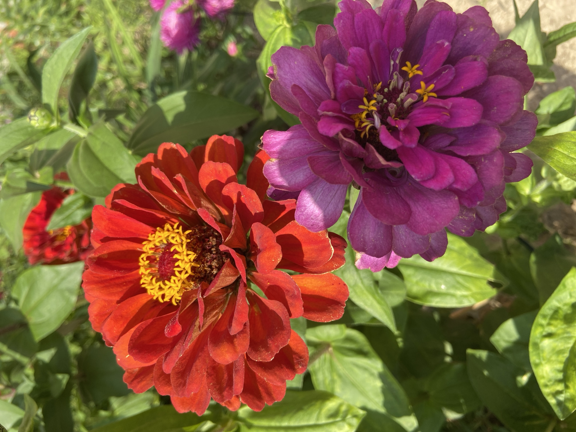 A close-up, eye-level, outdoor shot captures two zinnia flowers in bloom, one red and one purple, surrounded by lush green foliage. The red zinnia, positioned in the upper left, displays vibrant scarlet petals fanning out from a textured, yellow-centered core. Its petals appear slightly wilted at the edges, with visible shadows and highlights indicating bright sunlight. To its right, a smaller red zinnia bud is partially visible.
Below and to the right of the red flower, a deep purple zinnia takes center stage. Its densely packed petals, ranging in shade from magenta to plum, create a ruffled appearance. Yellow stamens are visible peeking through the center of the purple bloom. The green leaves of the zinnias and other plants form a dense background, with some leaves in sharp focus and others blurred, suggesting a shallow depth of field. The overall scene suggests a sunny day in a garden setting. There are no people or animals in the frame, and the environment appears to be a naturalistic outdoor setting, possibly a garden or park. The image is taken in Balashikha, Russia.