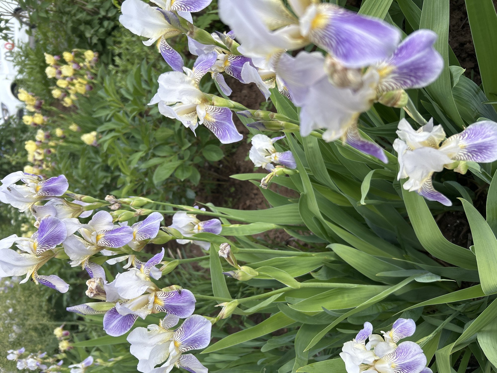 This media file presents a close-up view of vibrant iris flowers, primarily in shades of white and purple, set in a lush garden environment. The main subjects are the irises, which feature white upper petals (standards) and lower petals (falls) adorned with prominent purple veining and stripes, particularly on the falls, accented by a yellow or golden signal at their base. Numerous irises are in full bloom, while several green flower buds are also visible on the stalks, indicating a healthy and active growth period.
In the background, to the left, clusters of small yellow flowers, possibly columbine or lupine, add a contrasting pop of color. The ground beneath the flowers appears to be dark soil, partially covered by the abundant, sword-shaped green leaves of the irises and other leafy plants. The overall setting suggests a well-maintained garden or naturalized area. In the far background, a blurry white object, resembling a portion of a parked vehicle, can be discerned, hinting at the garden's proximity to a road or an open area.
The image is captured during the daytime, with soft, natural lighting that suggests an overcast sky or indirect sunlight, creating gentle shadows and highlighting the colors of the flowers. There is no specific activity or event taking place, presenting a still and serene floral scene. No visible text is present in the image. The location context for this scene is Марковский, Russia.