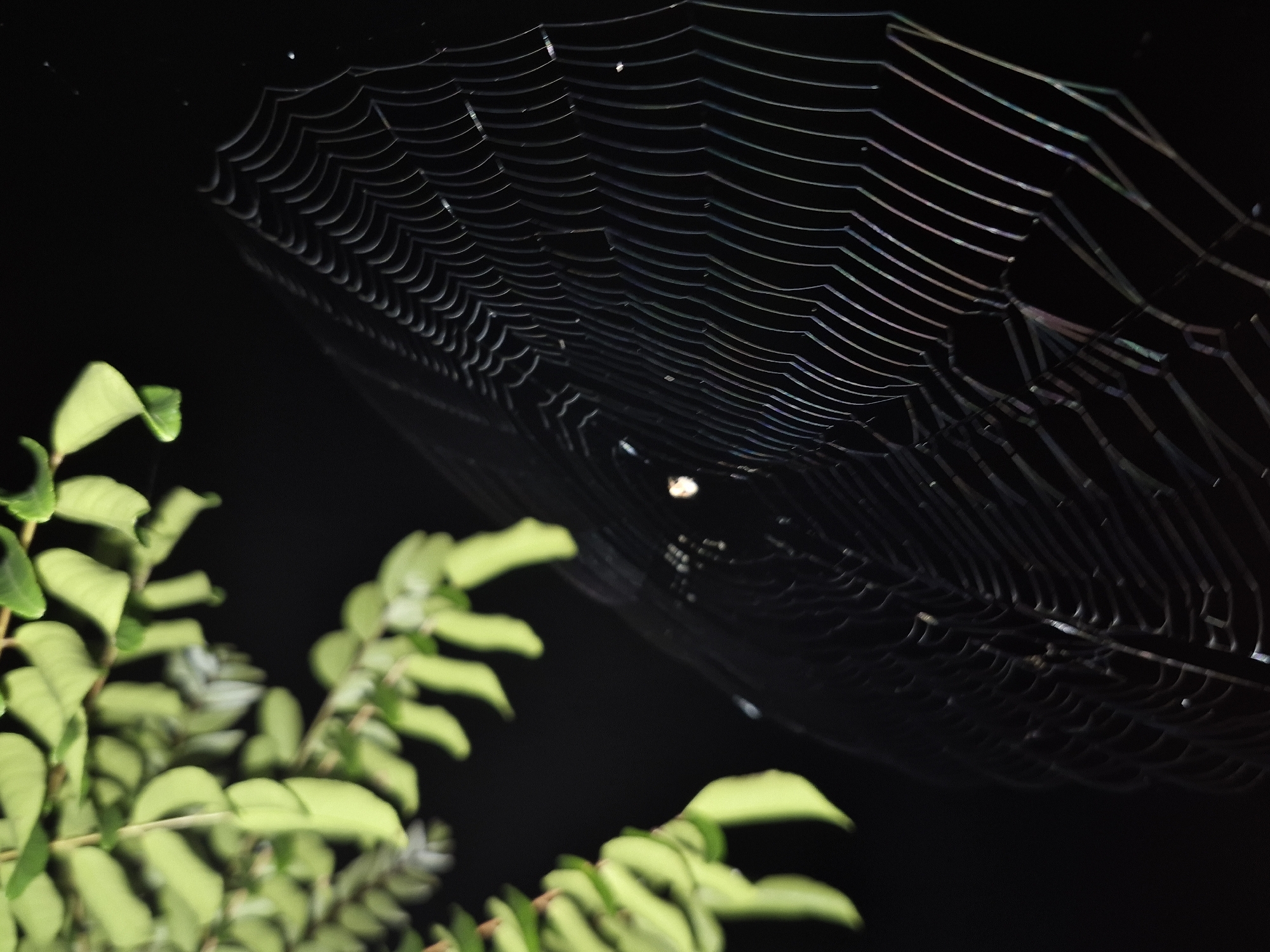 The image presents a dark, low-light scene, likely taken at night. The primary subject is a spiderweb, illuminated enough to reveal its intricate, concentric structure. At the center of the web, a small, light-colored spider is visible. The web is positioned against a backdrop of solid black. In the lower left corner, a cluster of green leaves belonging to a bush or small tree is visible. The location is not explicitly stated within the visual elements, making it impossible to independently confirm the claim of Lhokseumawe, Indonesia.