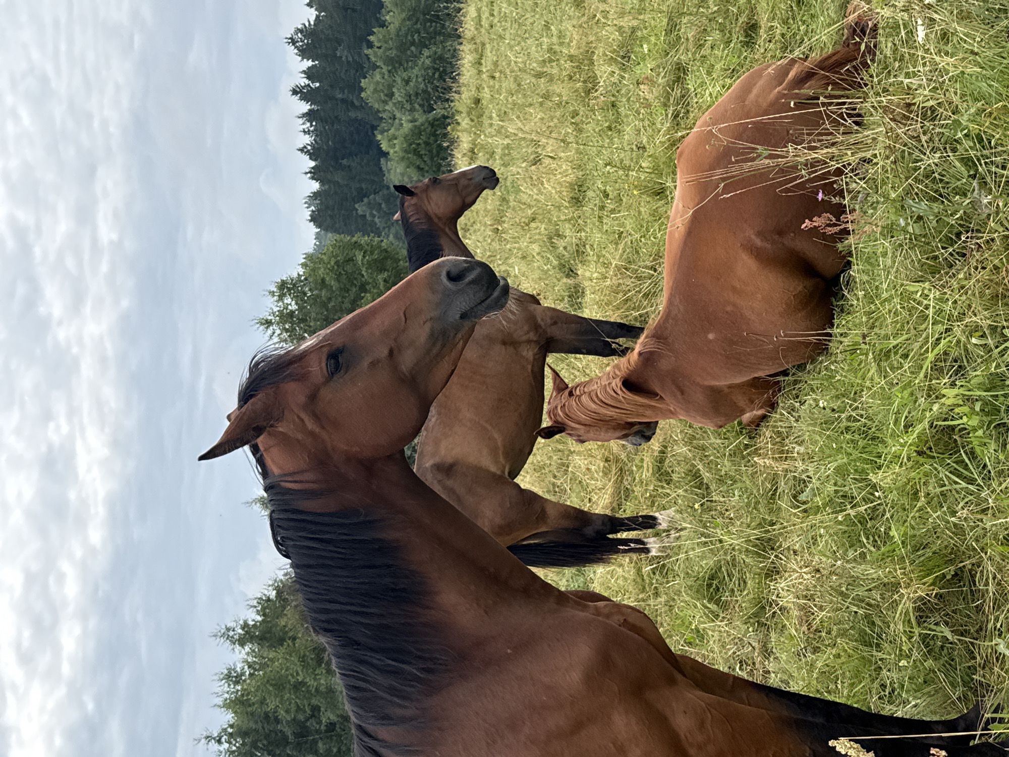 Three horses are in a grassy field under a cloudy sky. One horse in the foreground is a dark brown color with a black mane and tail, and it is facing to the left, with its head turned to look back at the camera. Another horse, a lighter brown, is standing behind it, looking to the right. A third, smaller horse, is lying down in the grass in the lower right corner of the image. The background is a dense forest of green trees. The image appears to have been taken in the vicinity of Galinė, Lithuania.
