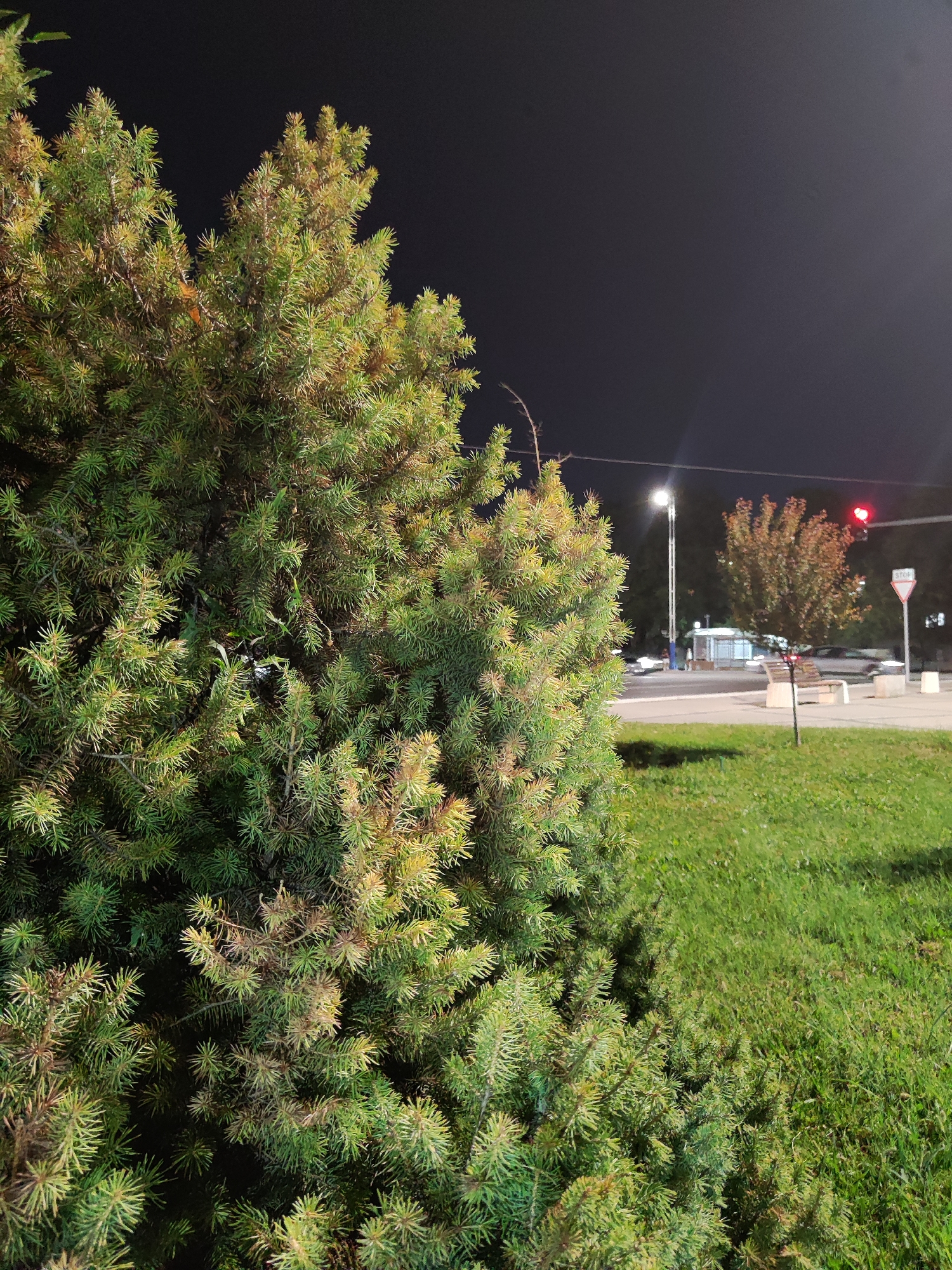 The image captures a nighttime scene in Tashkent, Uzbekistan, with a focus on a large evergreen tree in the foreground. The tree is lush green with some yellowing needles, suggesting it might be an artificial or decorative tree. Behind the tree, a street is visible with car headlights and traffic lights. One traffic light is red. There is a stop sign and a directional sign. A bench is positioned on the side of the road, and there's a lamppost providing illumination. The background reveals more trees and buildings. The overall impression is an urban environment at night.