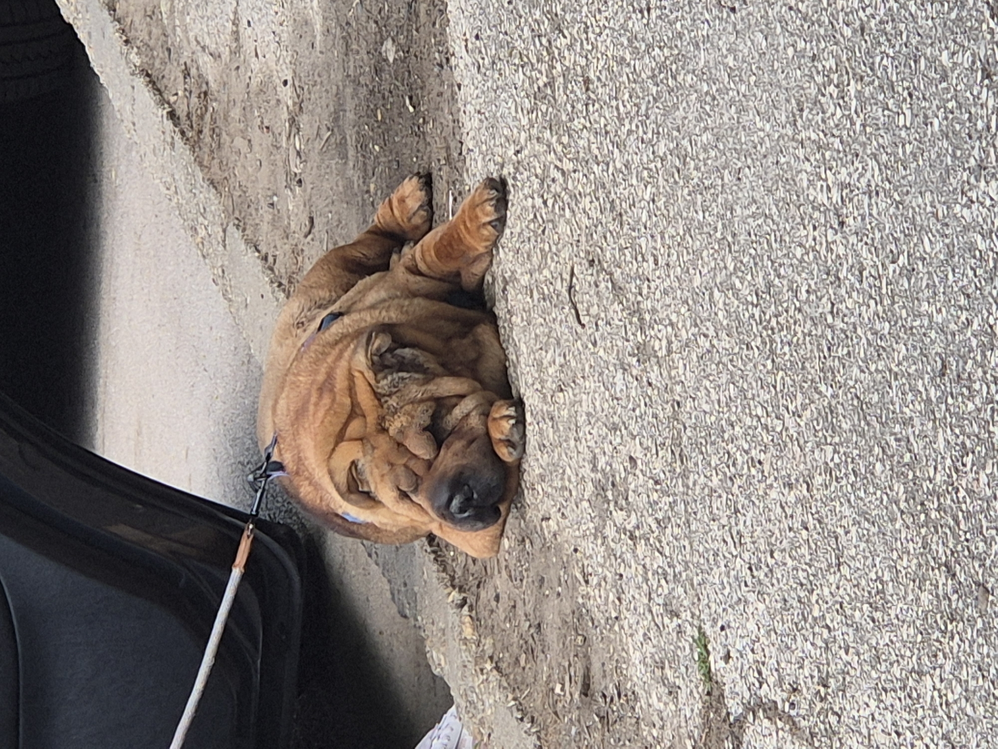 A brown Shar Pei dog is lying down next to a sidewalk, on a leash connected to a black car. The scene takes place in an urban environment.