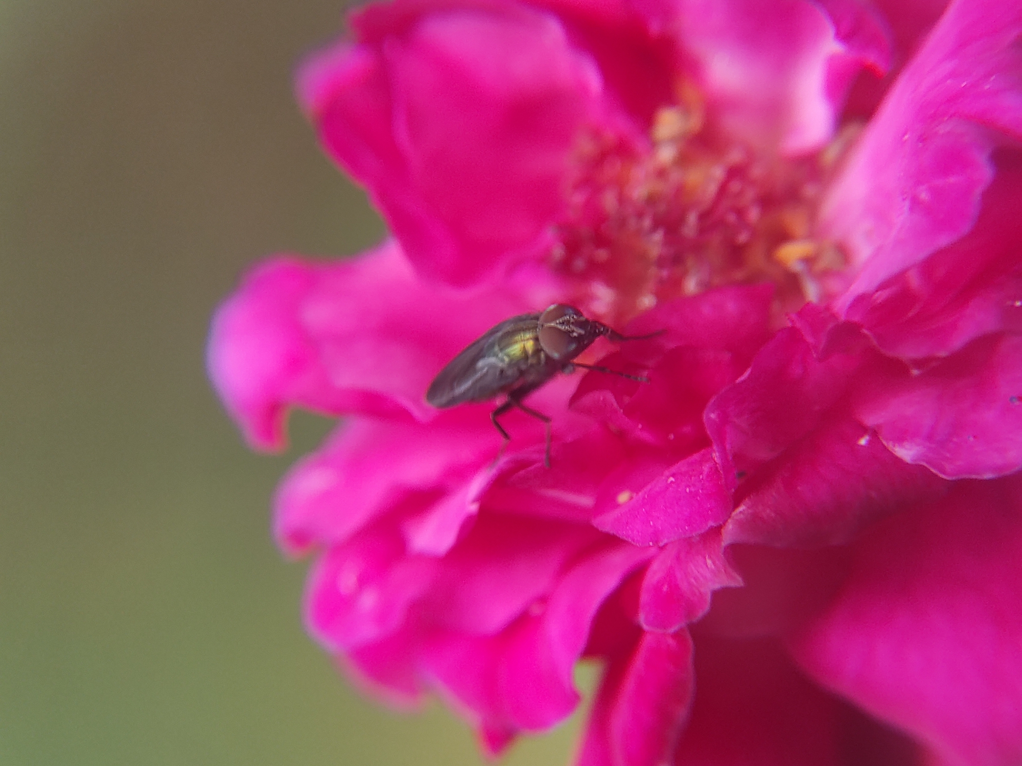 A fly with a dark, metallic-sheened body is perched on the petal of a bright pink flower. The flower appears to be a rose, with multiple layers of petals and a textured center. The background is a blurry, muted green.