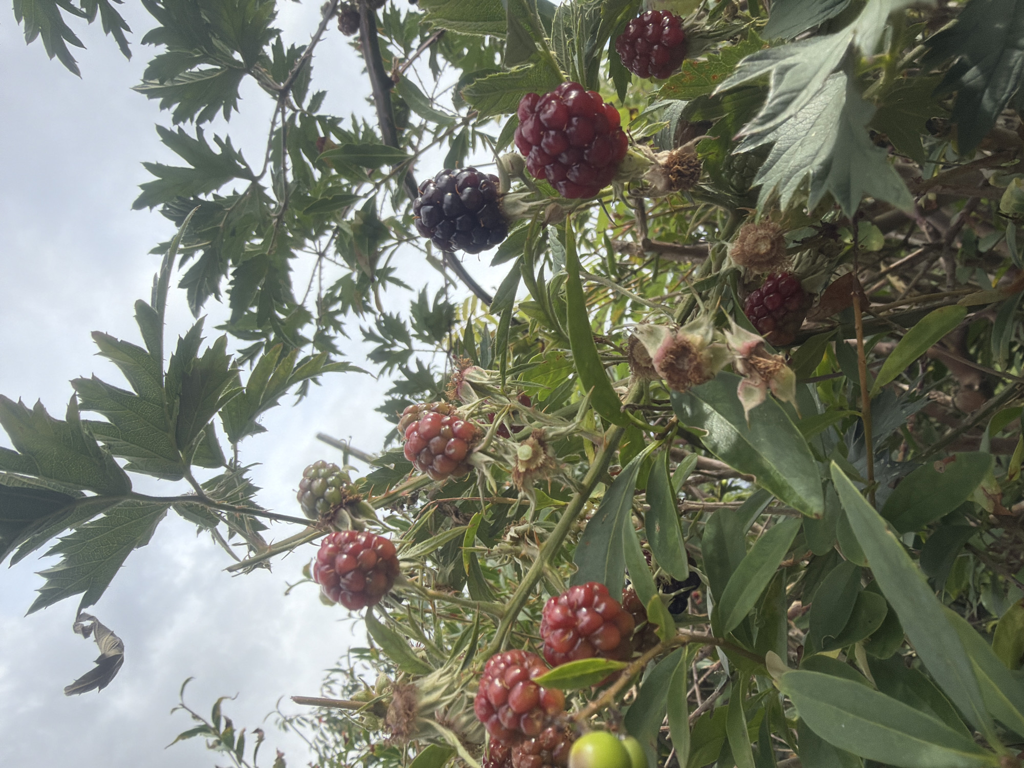 The image shows a close-up, low-angle view of a blackberry bush with several ripe and unripe berries. The berries vary in color from deep purple to red, and some are still green. The leaves of the bush are green and serrated. The sky is overcast with clouds. There is no information in the image to determine its location in Szczecin, Poland. The scene is natural and undisturbed.