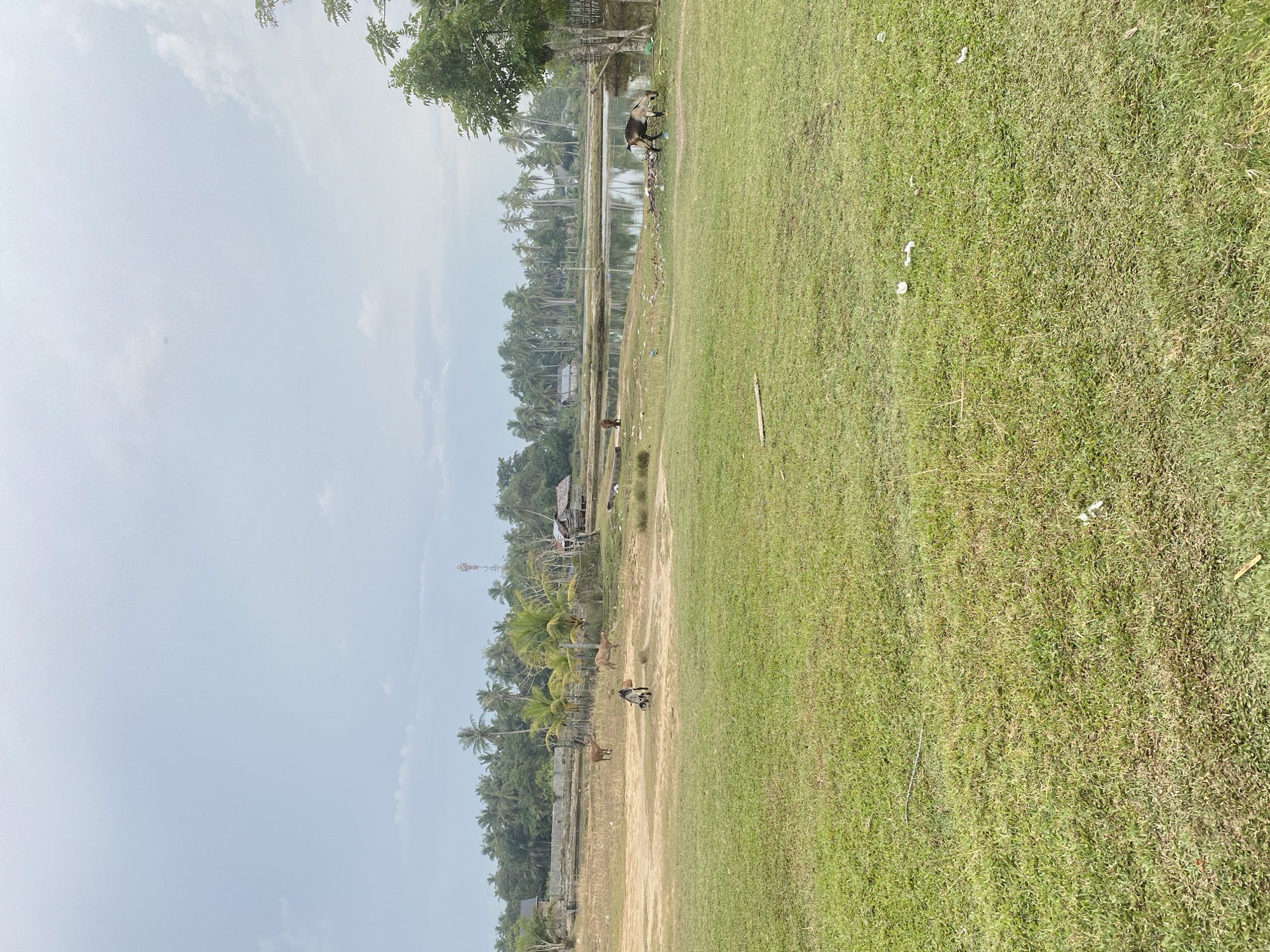 The photograph depicts a rural scene near Gampongaceh, Indonesia. A grassy field occupies the foreground and right side of the image. To the left, a dirt path runs parallel to a line of trees. Several cows are visible in the dirt path. A body of water with reflective surfaces runs along the treeline and is dotted with debris. In the background, there are houses and tall trees. The sky is overcast. A tower is visible on the left side.
