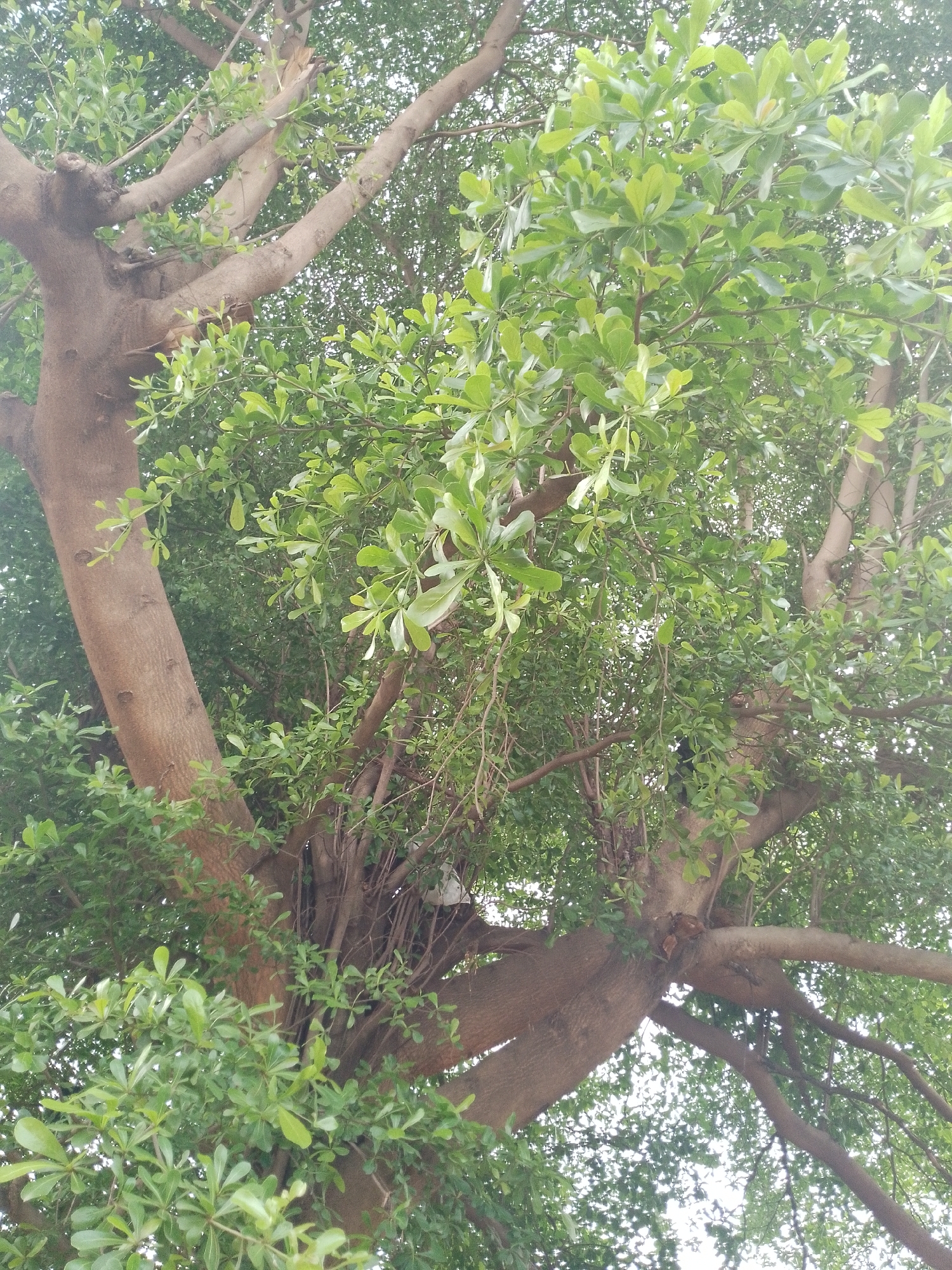 An upward-facing, medium-shot, natural light photograph captures the dense foliage and thick branches of a large tree, set against a bright, overcast sky. The tree has multiple thick, brown trunks that branch out extensively, with a profusion of small, green leaves obscuring much of the sky. The scene is a natural environment, with no visible man-made structures or activity suggesting a specific location within Balewa, Nigeria. The image focuses solely on the arboreal structure and its leaf canopy.