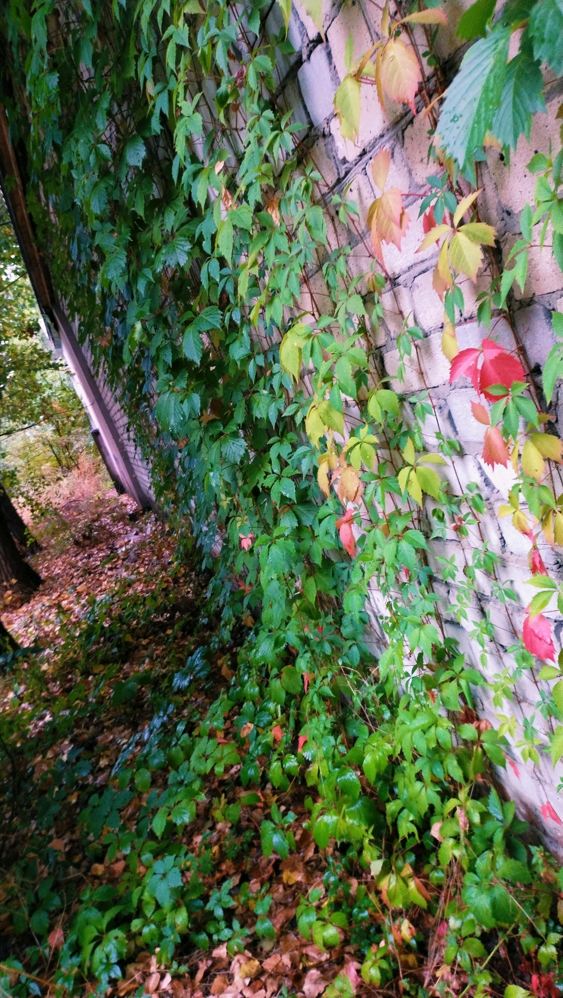 The image depicts a wall covered in Virginia creeper vines, with some leaves showing autumnal colors of red and yellow amidst the predominant green foliage. The wall itself appears to be constructed of light-colored bricks. To the left of the wall, a wooded area is visible with fallen leaves on the ground. The scene suggests an outdoor setting, possibly in a park or a residential area, given the presence of a building structure indicated by the wall and the adjacent trees and foliage. There are no people or animals visible in the image. The lighting suggests it is daytime, with some shadows indicating the direction of the light source. The overall impression is one of natural growth against a man-made structure, with a hint of the changing seasons.
