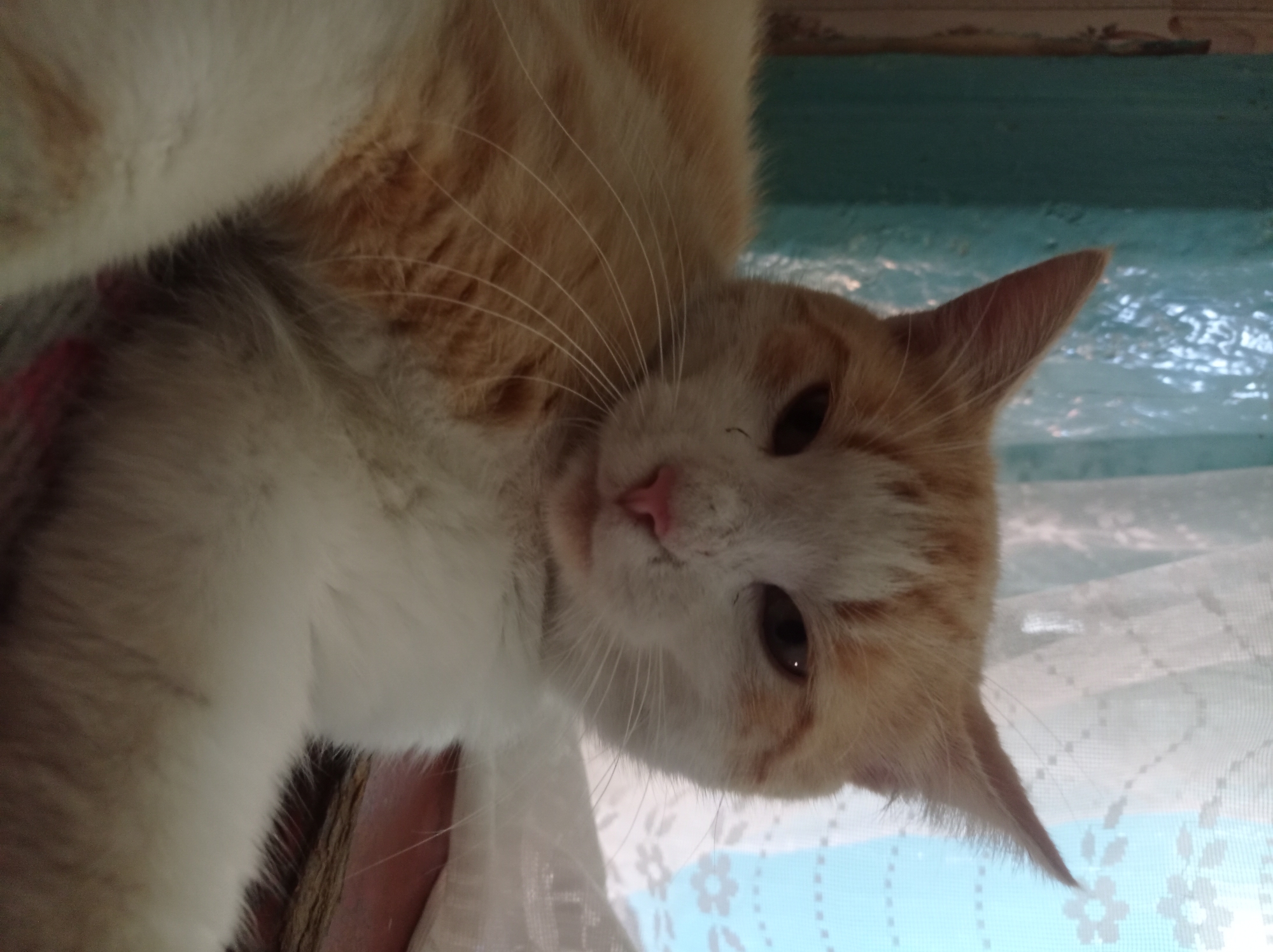 A close-up, head-on shot captures an orange and white cat resting indoors. The cat's fur is predominantly white with distinct orange markings on its head, ears, and body. Its eyes are dark and appear to be looking directly at the camera, and its pink nose is slightly upturned. The cat's whiskers are long and spread out. In the background, a teal-colored surface is visible to the left, and a sheer white curtain with a floral pattern is on the right. The lighting suggests it is daytime, with light coming from behind the curtain. The cat appears to be lying down on a textured surface, possibly a blanket or rug. The overall scene is domestic and peaceful.