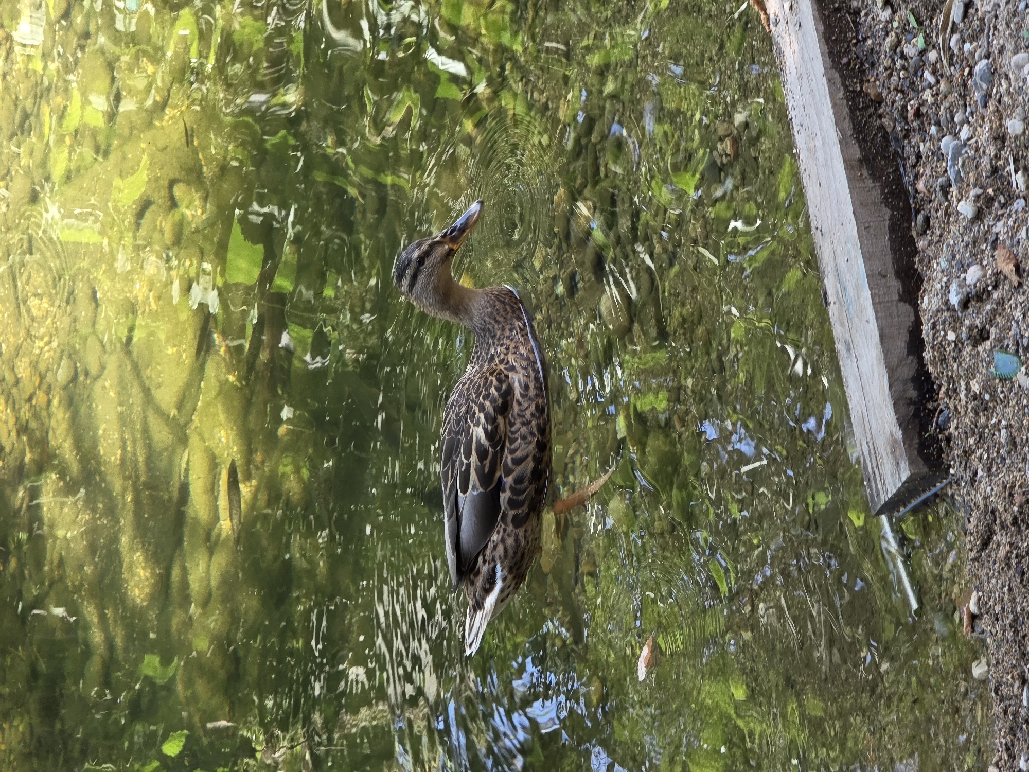 The image shows a single mallard duck swimming in shallow, clear water. The water is green with submerged rocks and vegetation, and sunlight reflects off the surface, creating dappled patterns. The duck is facing to the right, with its head slightly lowered. Its feathers are mottled brown and black. The bank of the body of water is visible in the foreground, covered with gravel and a piece of weathered wood. The scene appears to be a natural or semi-natural environment, likely a pond or slow-moving stream, possibly within a park or garden. No people are visible in the image. The location in Cagnes-sur-Mer, France is not directly evident from the visual cues in the image itself.
