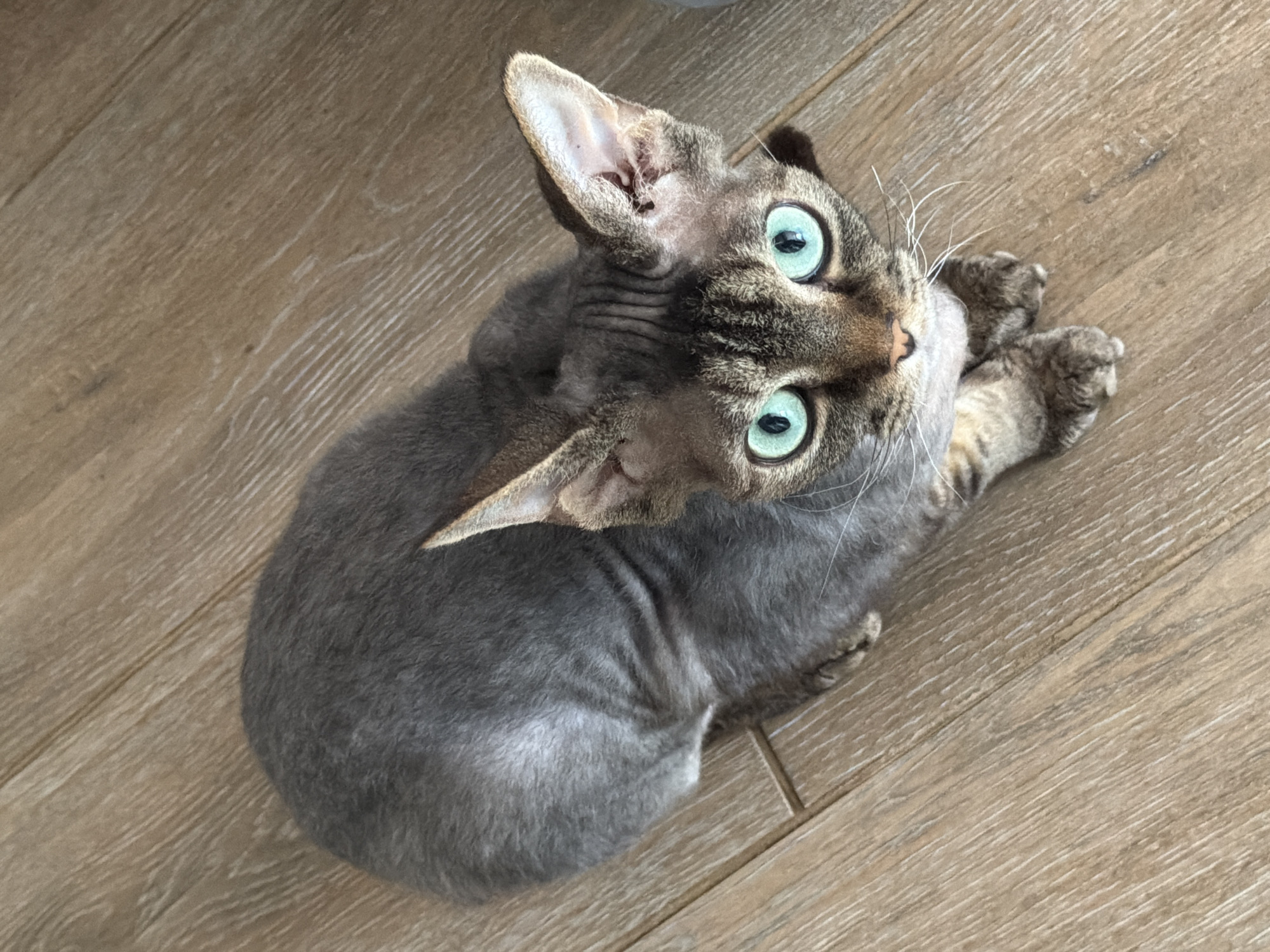 A grey and brown tabby cat with striking turquoise eyes is the central subject of this high-angle photograph. The cat is lying or sitting on a light-colored wooden floor, facing upwards and slightly to the right of the frame, with its body mostly facing away from the viewer. Its front paws are tucked in, and its large, prominent ears are perked.
The cat has short, possibly wavy or curly fur, indicative of a breed like a Devon Rex or Cornish Rex. Its fur color is a mix of grey on its body, transitioning to a tabby pattern with brown and darker stripes on its head and paws. Notable are its wide, round, and intensely bright aqua-blue eyes, which are gazing upwards with an expression of curiosity or attentiveness. Wrinkles are visible on its neck, a common feature for breeds with short fur.
The setting is indoors, with the cat resting on a wooden floor made of light brown planks that show a distinct wood grain pattern. The lighting appears bright and natural, suggesting it is daytime. There is no visible text in the image. The scene captures a moment of the cat observing something off-camera, conveying a sense of playful watchfulness. The location context is Prikamskii, Russia.