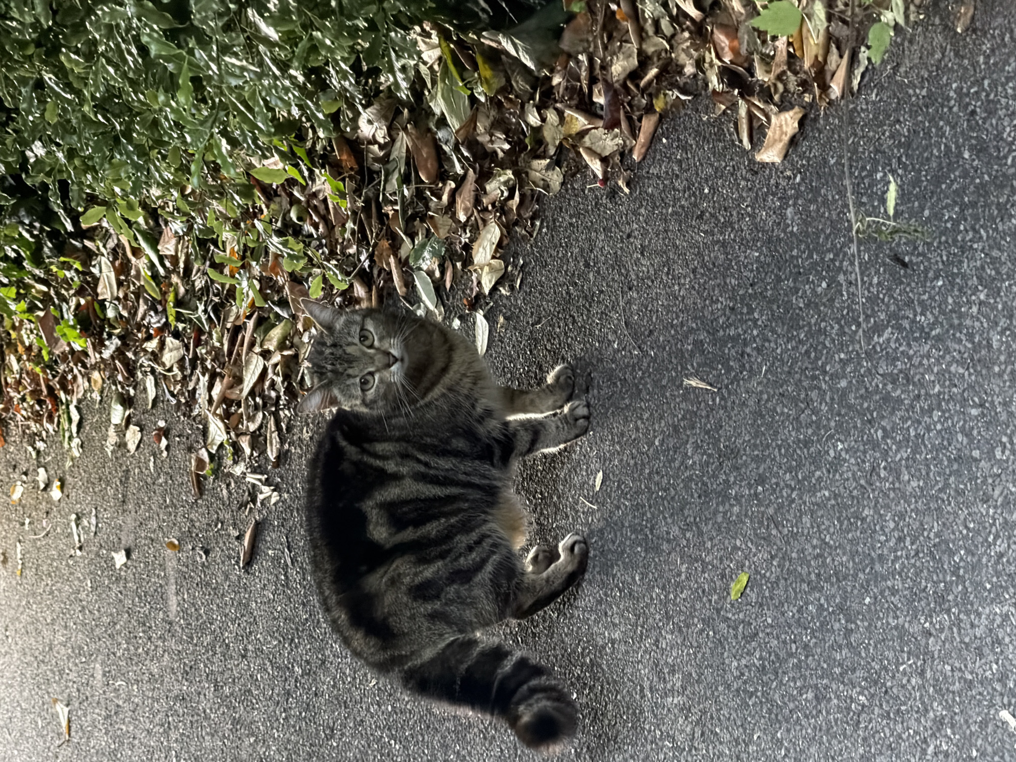 The image displays a domestic mackerel tabby cat standing on an asphalt path in Maidstone, United Kingdom. The cat's fur is predominantly grey-brown with distinct, dark brown to black stripes across its body and tail. Its tail is bushy and exhibits clear dark rings. The cat's head is turned to face the viewer directly, with alert, light-colored eyes. Its body is angled slightly to the left, and it appears to have a distended abdomen. The path is dark grey, composed of asphalt or tarmac, and has a granular texture. To the right of the path, a margin of dried, brown leaves is visible, bordering a dense mass of green foliage, consistent with a hedge or shrubbery. A few scattered green leaves are present on the asphalt surface. No other subjects or interactions are depicted.