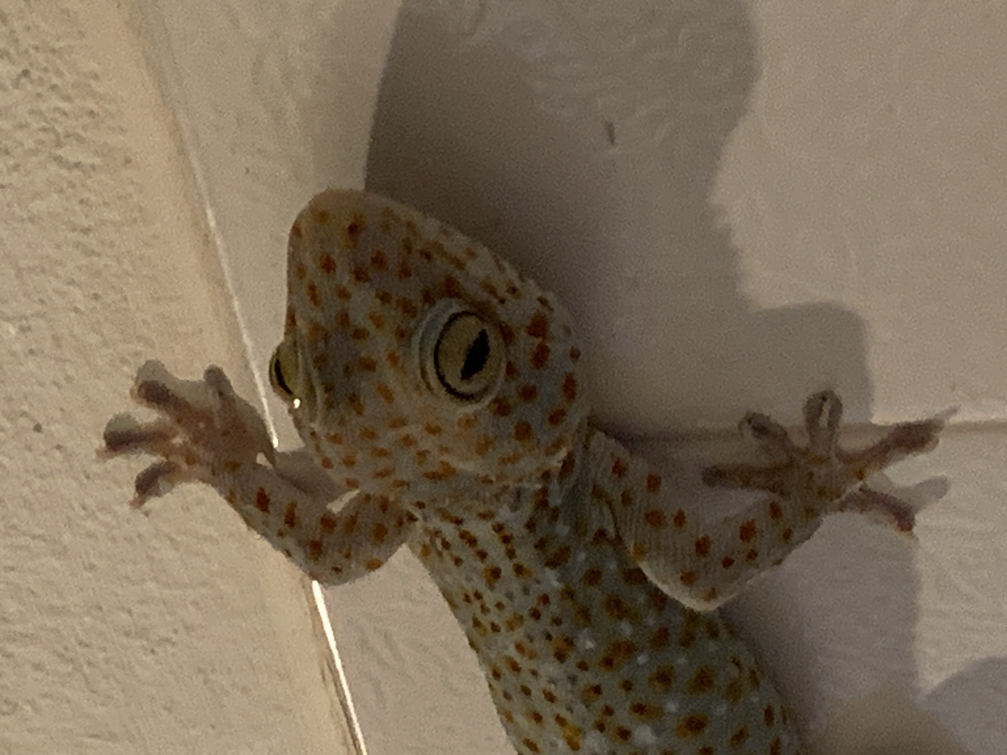 A close-up, eye-level, slightly angled shot shows a Tokay gecko, identified by its distinctive blue-gray skin mottled with red and orange spots, clinging to a textured, light-colored wall. The gecko's large, dark eyes with vertical pupils are visible, along with its front and hind limbs extended, displaying its specialized toe pads. The background is a neutral, somewhat rough-textured wall, with a shadow cast to the right, suggesting indoor lighting. There are no people or other subjects present. The environment appears to be a domestic interior, consistent with a location in or around บ้านบางรักษ์, Thailand, where such geckos are commonly found.