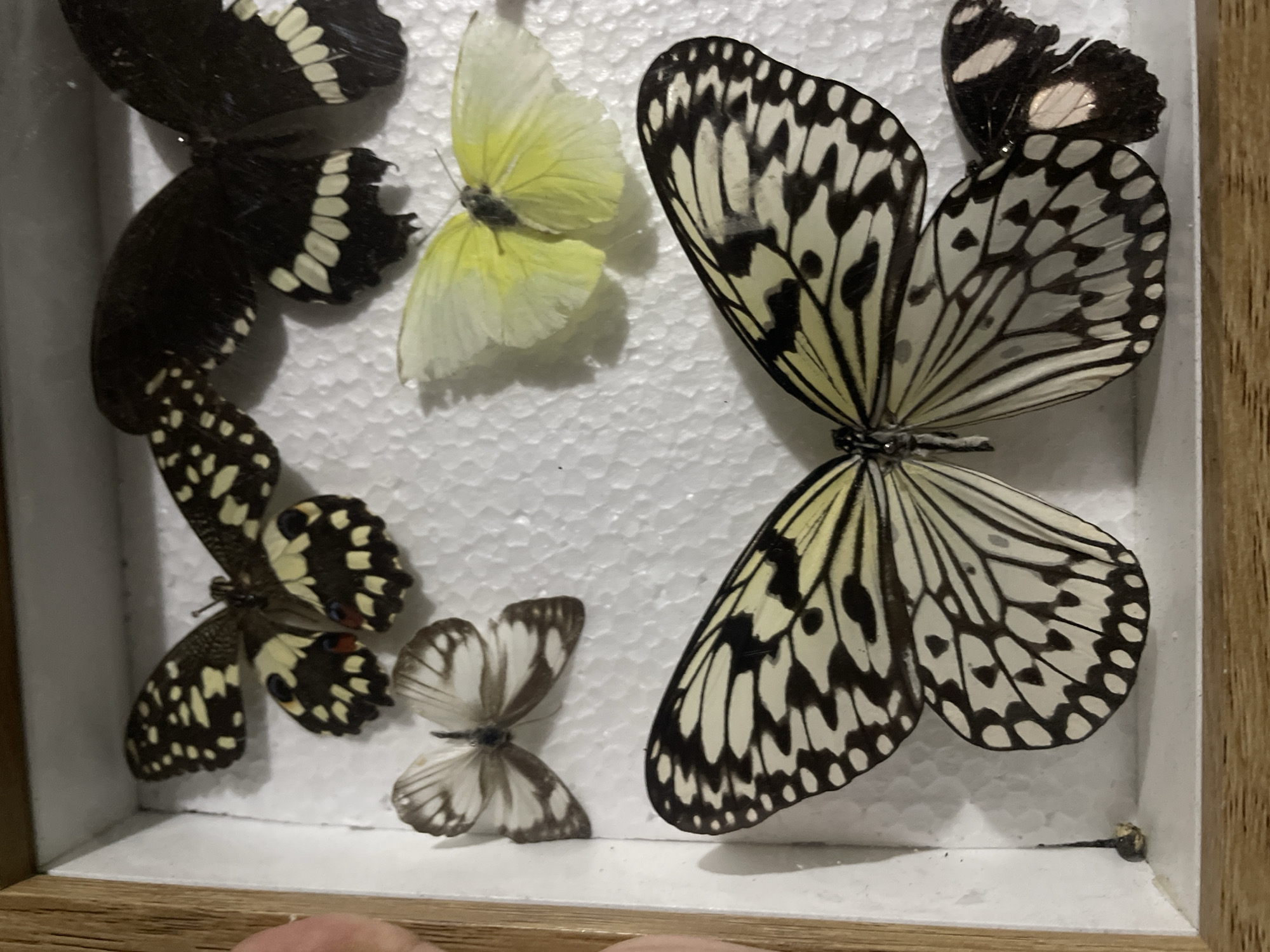 A close-up shot captures a collection of preserved butterflies meticulously displayed within a shadow box. The butterflies are pinned against a textured white foam backing, which fills the interior of a light brown wooden frame.
The dominant feature is a large black and white butterfly on the right, likely a Paper Kite butterfly (*Idea leuconoe*), with its wings fully spread, showcasing intricate black vein-like patterns and spots against a creamy white background. To its left, in the middle, is a smaller, vibrant yellow butterfly with delicate, semi-transparent wings.
Further to the left and top, parts of black butterflies with distinct white markings are visible. One has scalloped white edges on its wings, and another exhibits multiple white spots. Below these, towards the bottom left, is a butterfly with black wings adorned with numerous bright yellow or cream spots and a more irregular wing shape. Near the bottom center, a smaller, subtly patterned brown and white butterfly is displayed with its wings partially open.
A human finger is partially visible at the bottom of the frame, suggesting someone is holding or interacting with the display. The overall lighting appears to be artificial, casting soft shadows. The specimens seem well-preserved, indicating a carefully curated entomological collection. No text is visible in the image.
