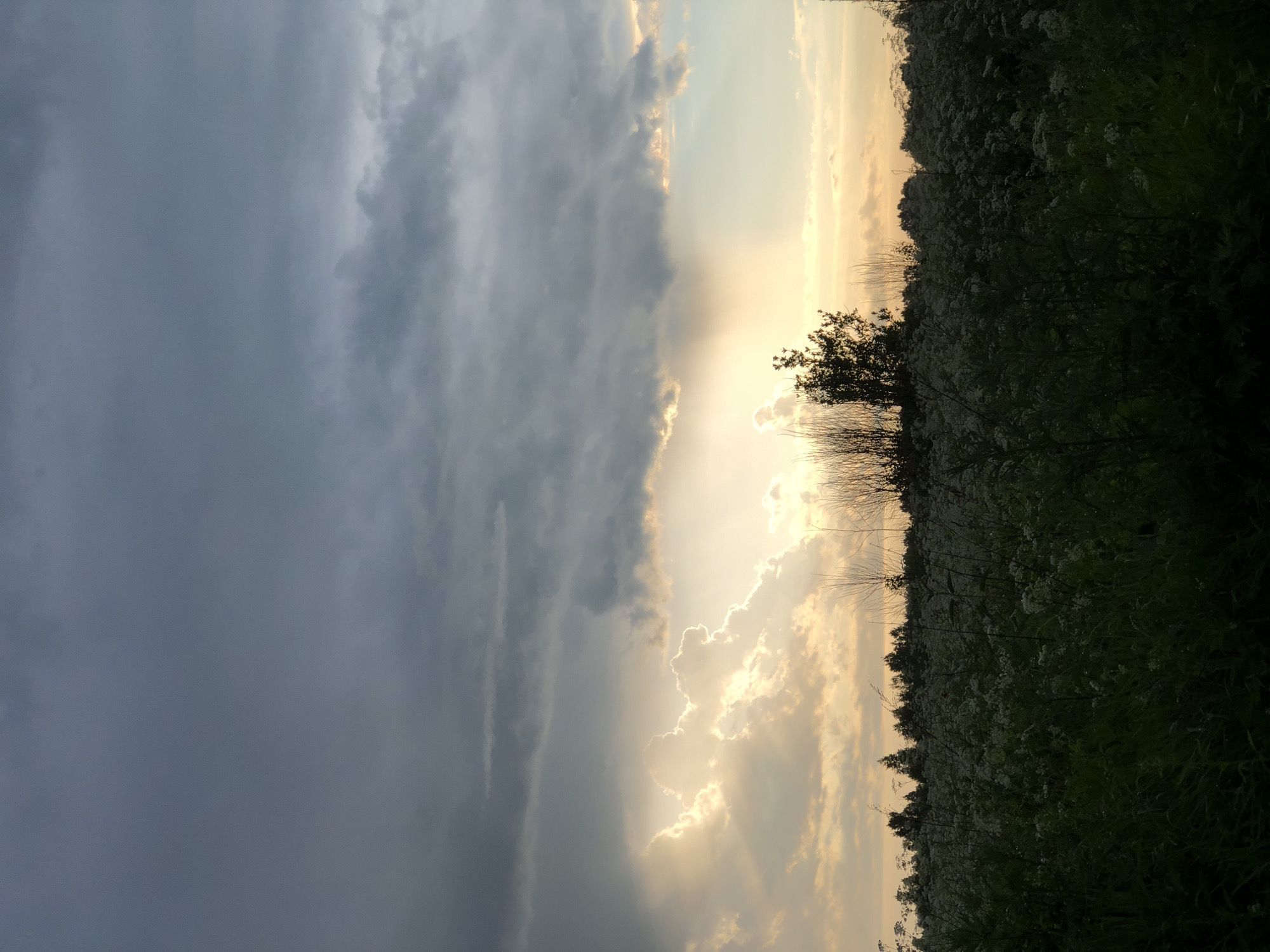 This is a landscape photograph taken during the golden hour, likely at dusk or dawn, in the city of Gzhel', Russia. The image captures a vast, dark green field in the foreground, densely populated with wildflowers, the majority of which are white. Behind the field, a line of trees forms a dark silhouette against the horizon, with some bare branches extending upwards. Above the trees, the sky is dominated by dramatic, layered clouds. The lower portion of the sky is illuminated by warm, golden light breaking through the clouds, creating rays of light that highlight the cloud formations. The upper part of the sky is a deep, moody gray, indicating the presence of storm clouds. There are no people or animals visible in the image. The overall impression is one of a serene yet powerful natural scene, with a strong contrast between the darkened foreground and the luminous sky.