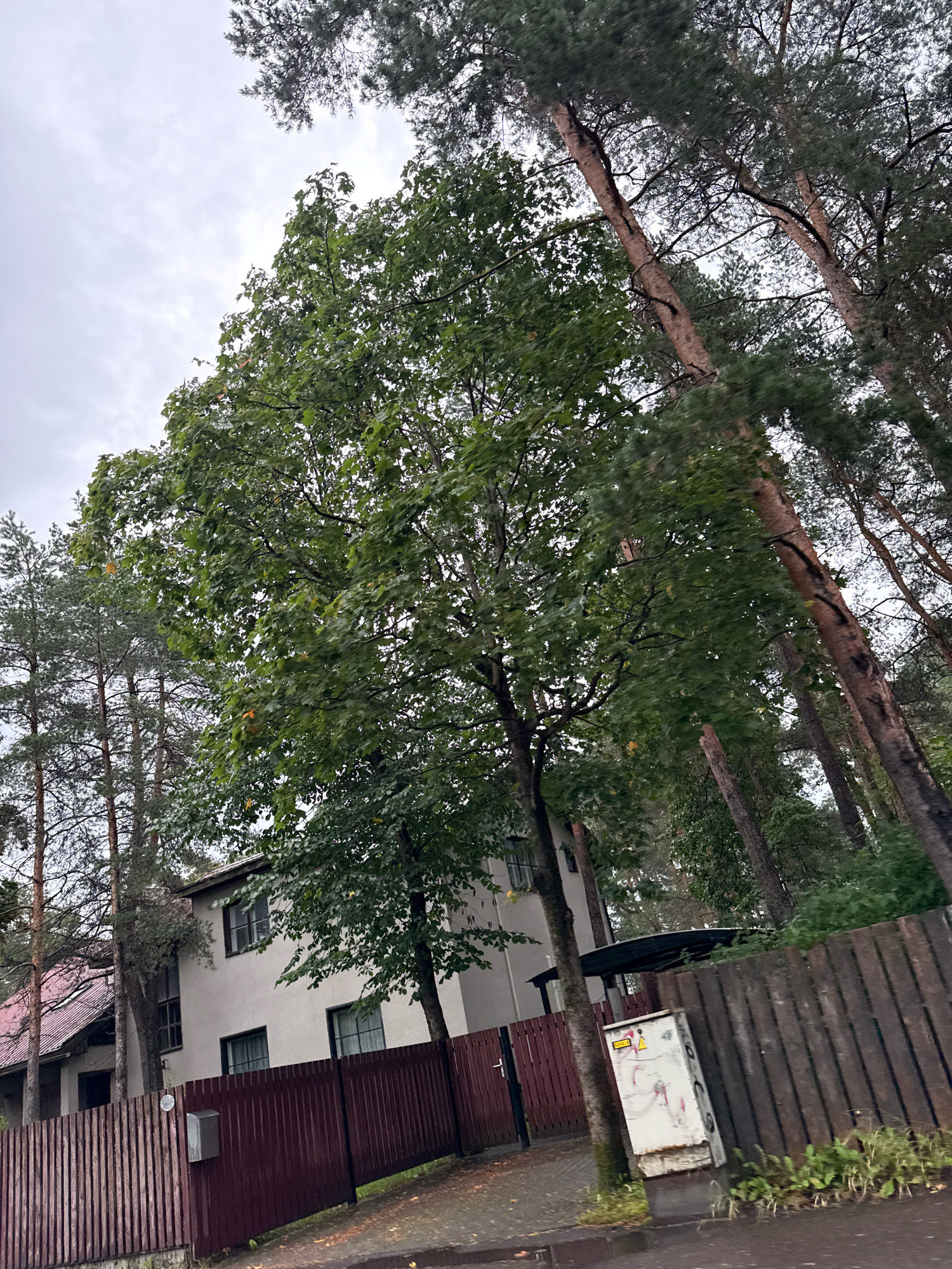 The image depicts a residential house with a red-tiled roof, a light-colored facade, and dark-trimmed windows, situated behind a dark red wooden fence. Pine trees and deciduous trees with green leaves surround the property, indicating a natural or semi-rural setting. A light-colored utility box with yellow and red warning symbols is visible near the fence. The sky is overcast. The scene suggests a residential area in Tallinn, Estonia, likely on a cloudy day.