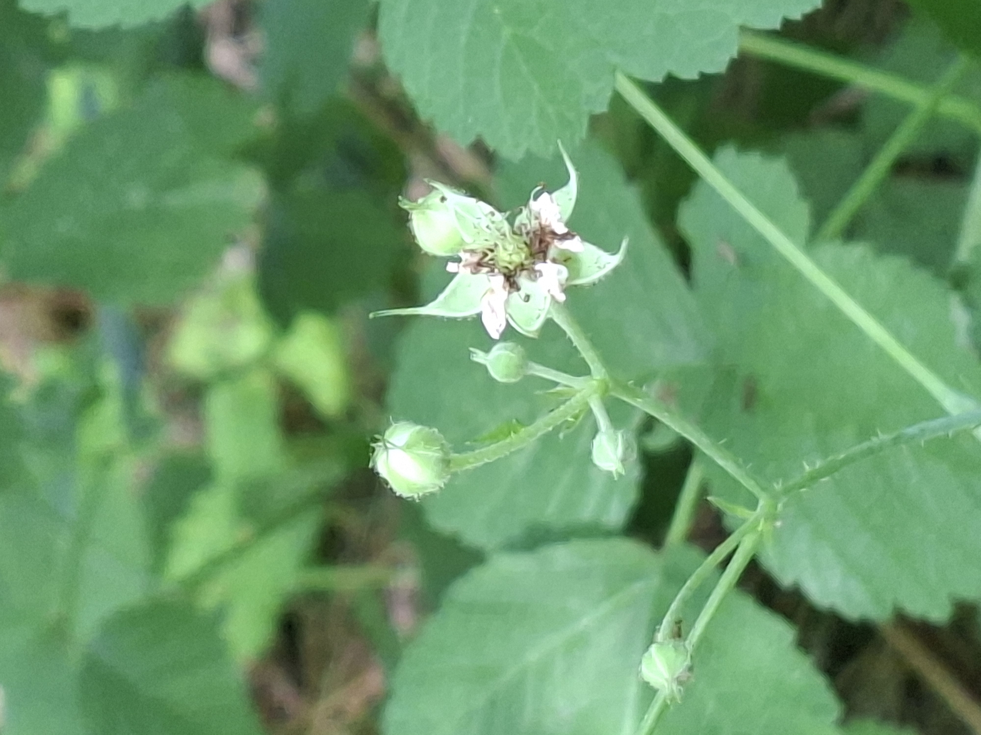 The image displays a close-up view of a partially opened flower with pale pink and white petals and a central brown pistil. The flower is surrounded by green leaves and buds. The stem is thin and green, with small hairs. The background consists of blurred green foliage and a hint of brown, suggesting an outdoor natural environment. The lighting is soft and diffused. There is no indication of the specific location within the city of Alytus, Lithuania.