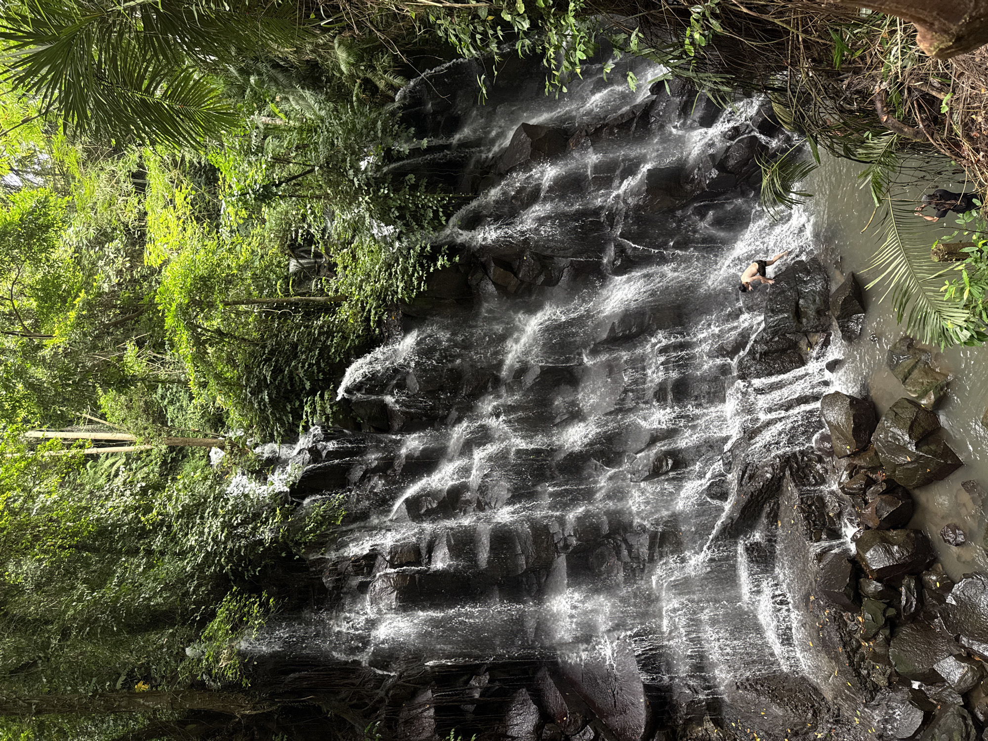 The image captures a vibrant and lush natural scene of a multi-tiered waterfall within a tropical jungle environment in Gianyar, Indonesia. The waterfall cascades over dark, jagged rock formations, creating numerous streams of white, frothy water that flow down the cliff face. At the base, the water collects in a greenish-grey pool, surrounded by more dark rocks.
The entire scene is enveloped by dense, verdant foliage. Tall trees, various leafy bushes, and hanging vines cover the cliffs and canopy overhead. Large, feathery palm fronds are prominently featured in the foreground and midground, framing the waterfall and the pool. Sunlight filters through the dense tree cover, creating bright highlights on the water and illuminating parts of the vibrant green leaves.
Two individuals are visible near the base of the waterfall. One person, appearing to be male and wearing dark shorts, stands on a dark rock partially submerged in the pool, seemingly observing the powerful flow of the water. Another person, dressed in dark attire, is further to the right, mostly submerged in the water, with only their head and shoulders visible behind a palm frond. Both appear to be enjoying the cool water and natural beauty of the location.
The time of day appears to be daytime, with bright, natural light indicating a clear and pleasant weather condition. The overall atmosphere is one of serene natural beauty and recreational enjoyment. There is no visible text in the image.