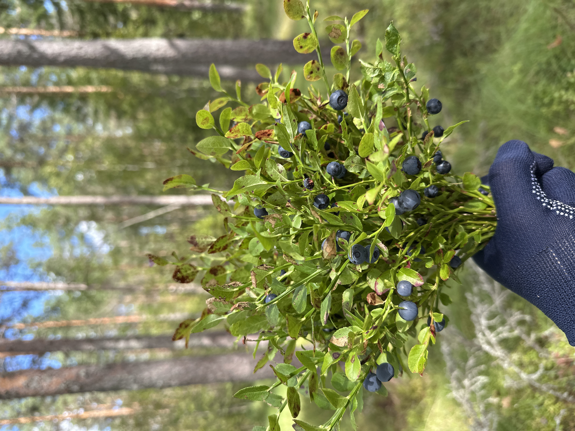 In Golovkino, Russia, a person wearing a dark blue glove is holding a bouquet of freshly picked blueberries. The blueberries are dark blue and round, clustered on green stems with small, oval leaves. Some leaves show signs of browning or spotting. The background is a natural outdoor environment, with out-of-focus trees and foliage suggesting a forest or wooded area. The lighting indicates daytime, with a soft, natural light illuminating the scene.