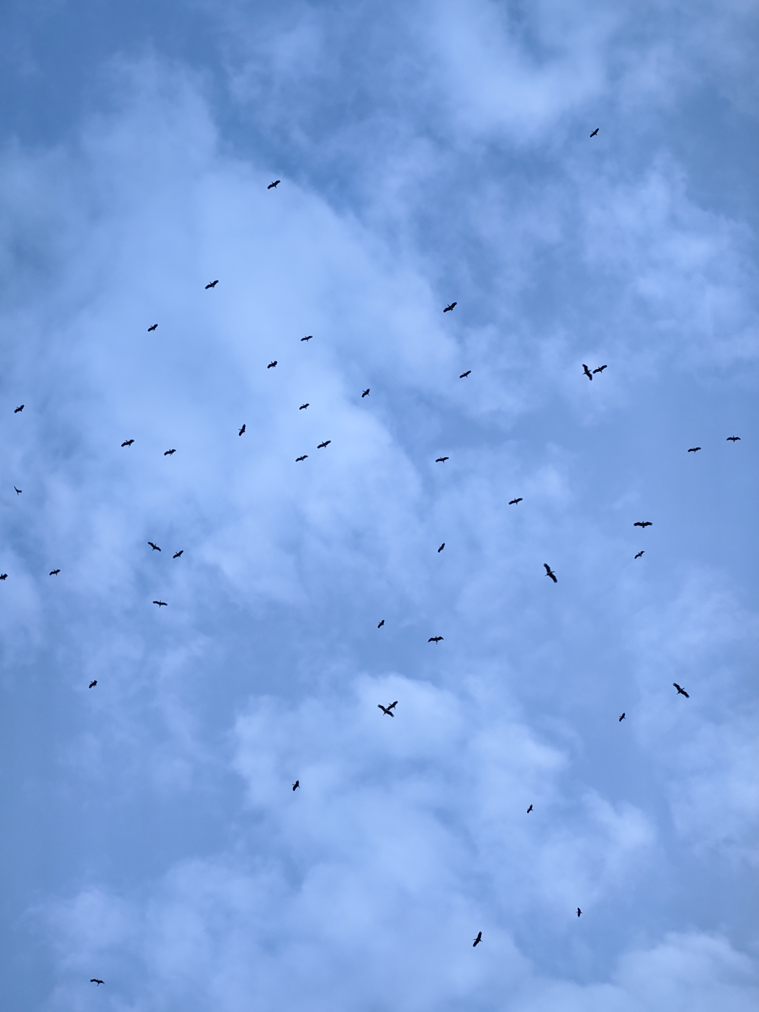 The image captures a view of the sky in Veliki Preslav, Bulgaria, on an overcast day. Numerous birds are visible in silhouette against the light blue and white sky. The clouds are scattered across the sky. There are no people or other objects visible. The primary action is the flight of the birds.