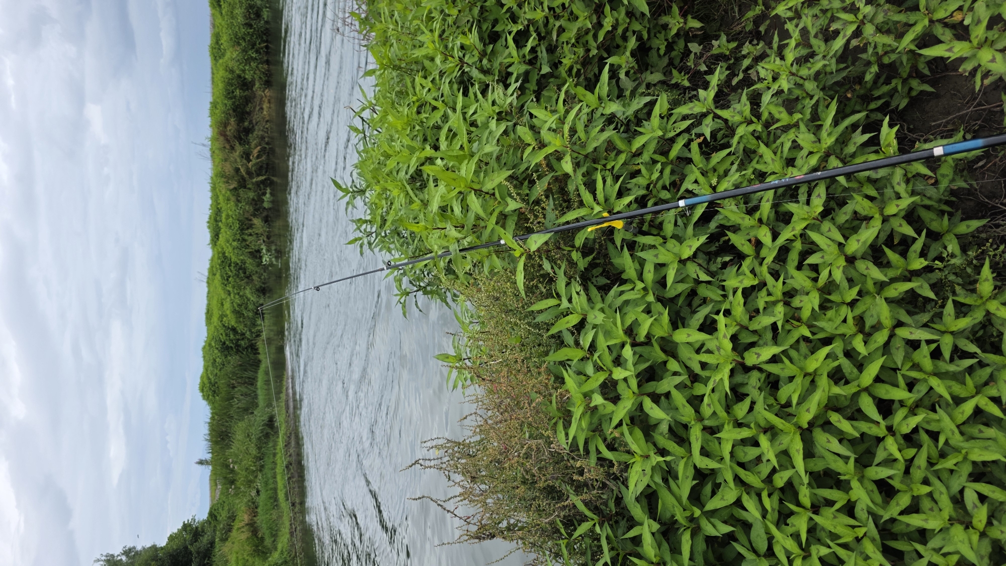 A fishing rod is propped upright on a riverbank, partially obscured by dense green foliage. The rod is dark gray with a yellow lure attached near the reel. The river itself appears calm, with a gentle current flowing from left to right. Beyond the river, a thick line of lush green vegetation stretches across the horizon, with a cloudy sky overhead. The scene suggests a peaceful, natural setting, likely in a rural or semi-rural area on the outskirts of Batumi, Georgia.